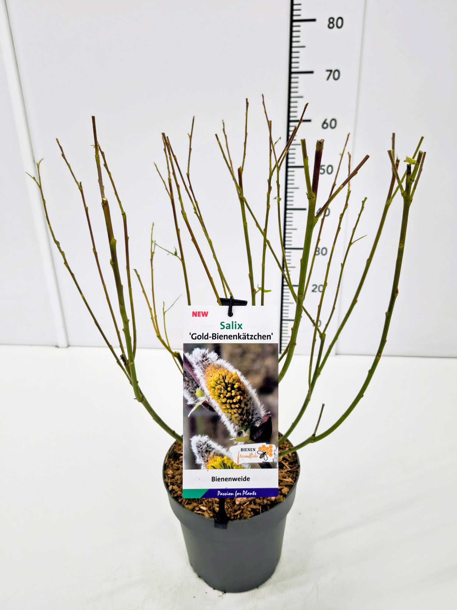 Salix cap. 'Goldbienen Kätzchenweide' (Bögelsack) 40-60C3, D 19 cm