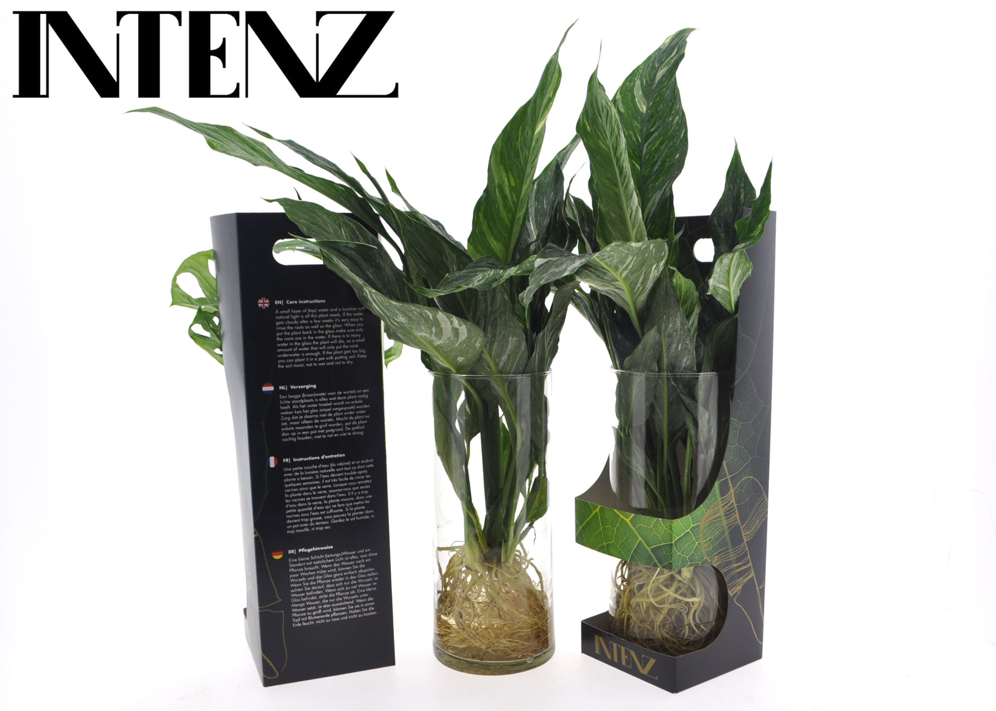 Spathiphyllum Diamond in Cylinder glas - levertijd: 24 uur, D 12
