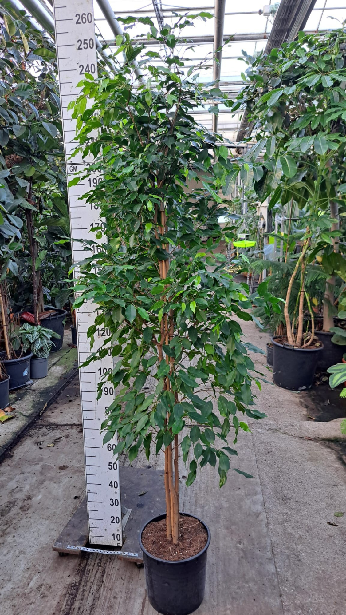 Ficus exotica zuil 210, D 35