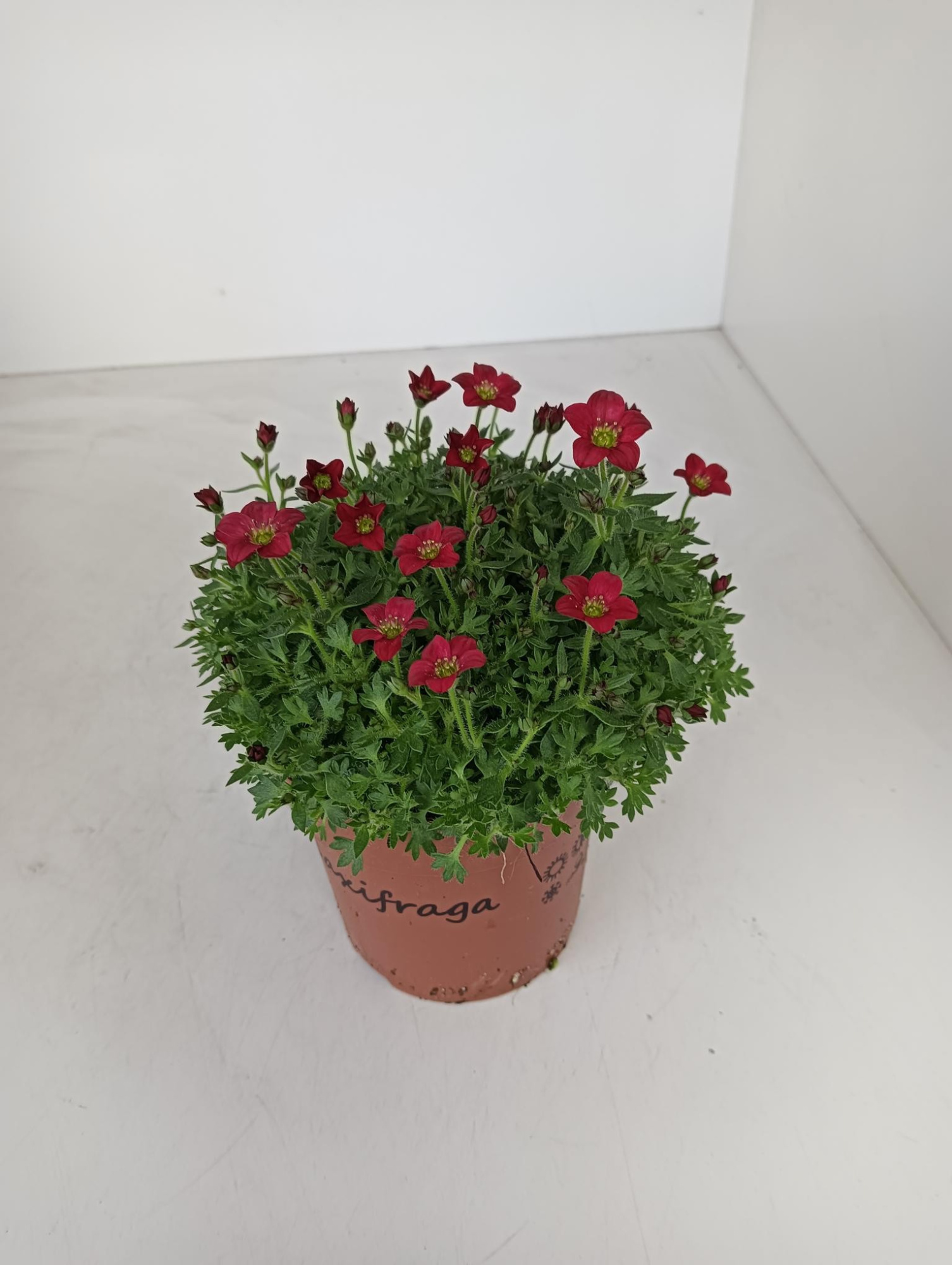 Saxifraga red, D 12