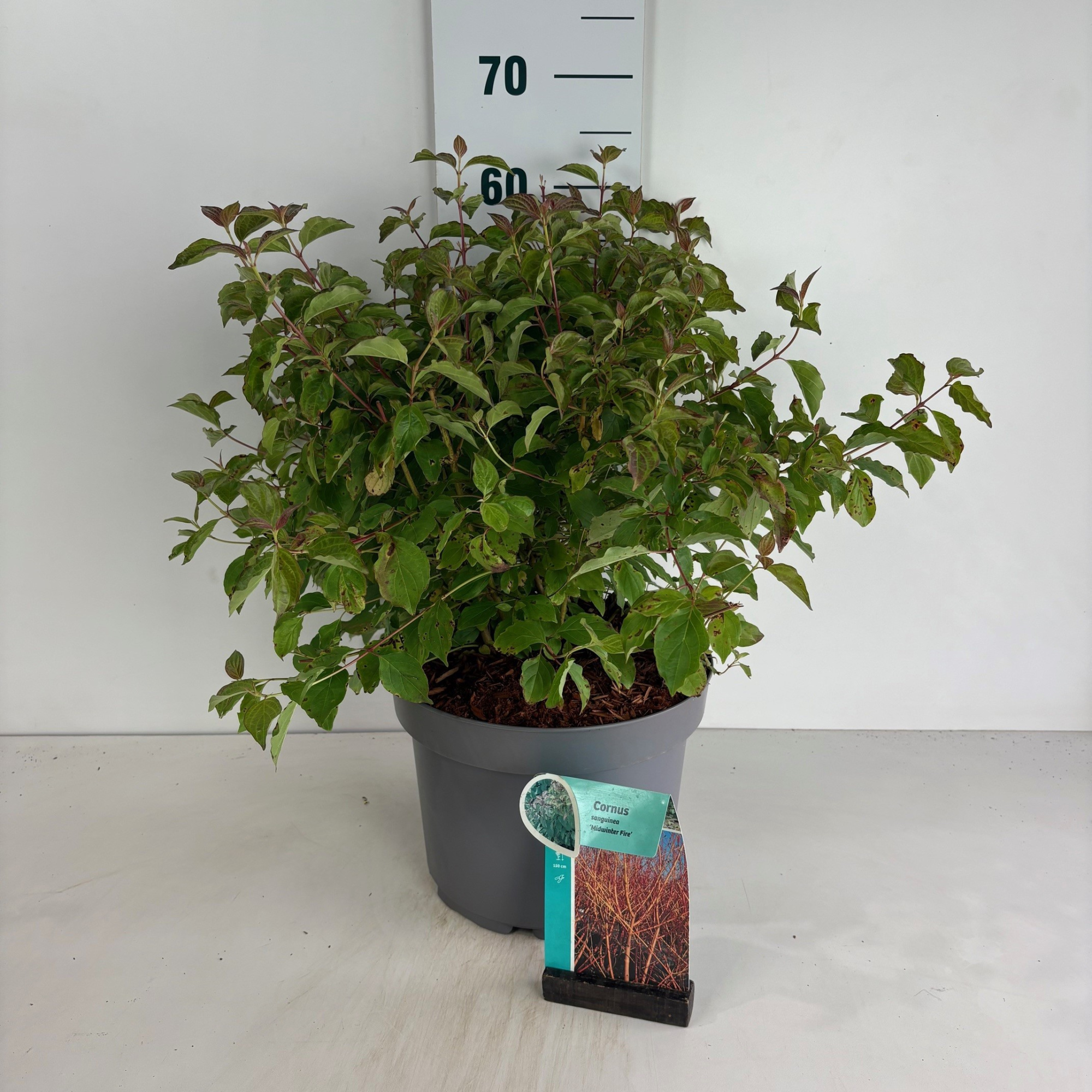 Cornus sanguinea Midwinter Fire, D 29 cm
