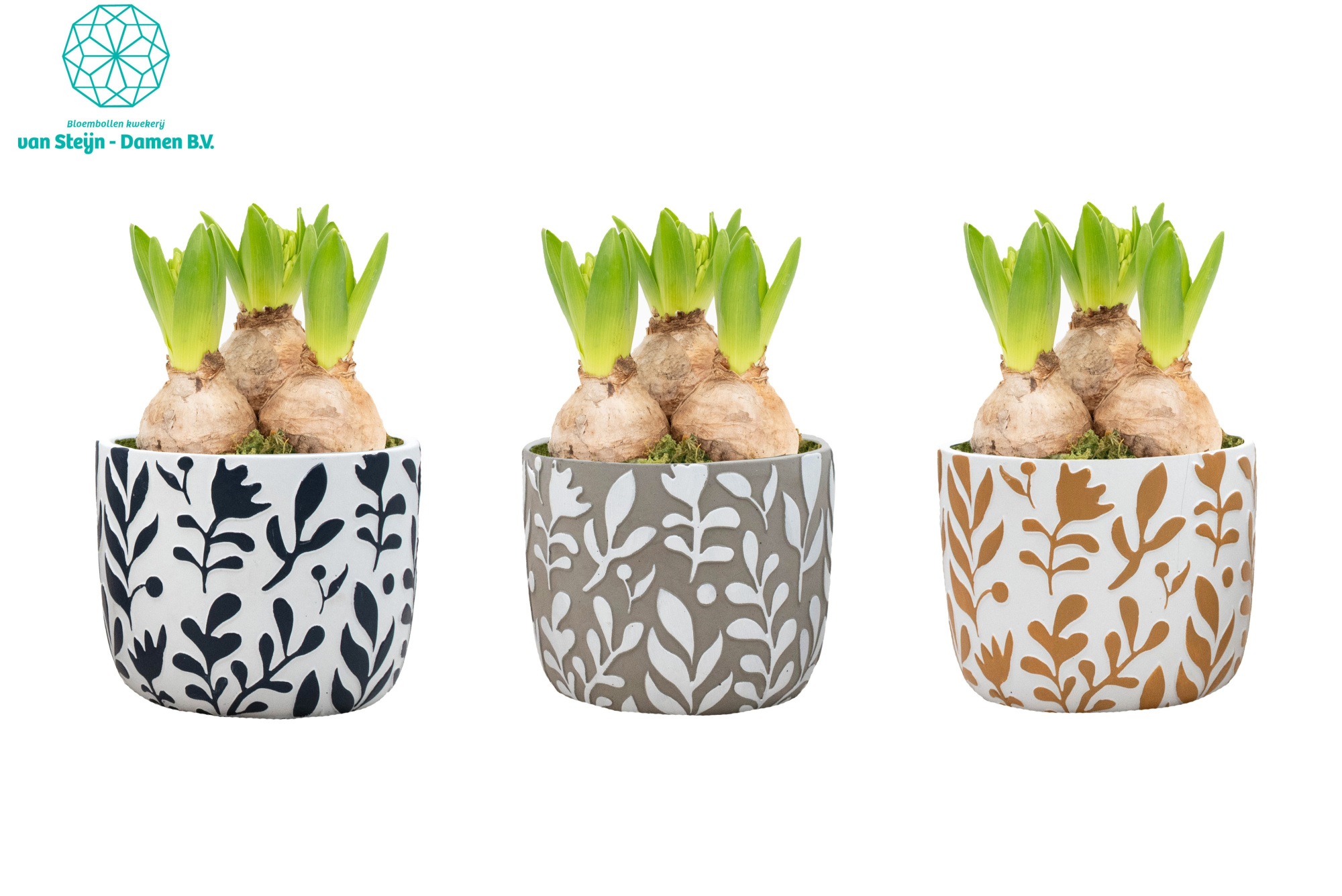 Hyacinthus 'Leaf & Form' (Without Moss), D 12