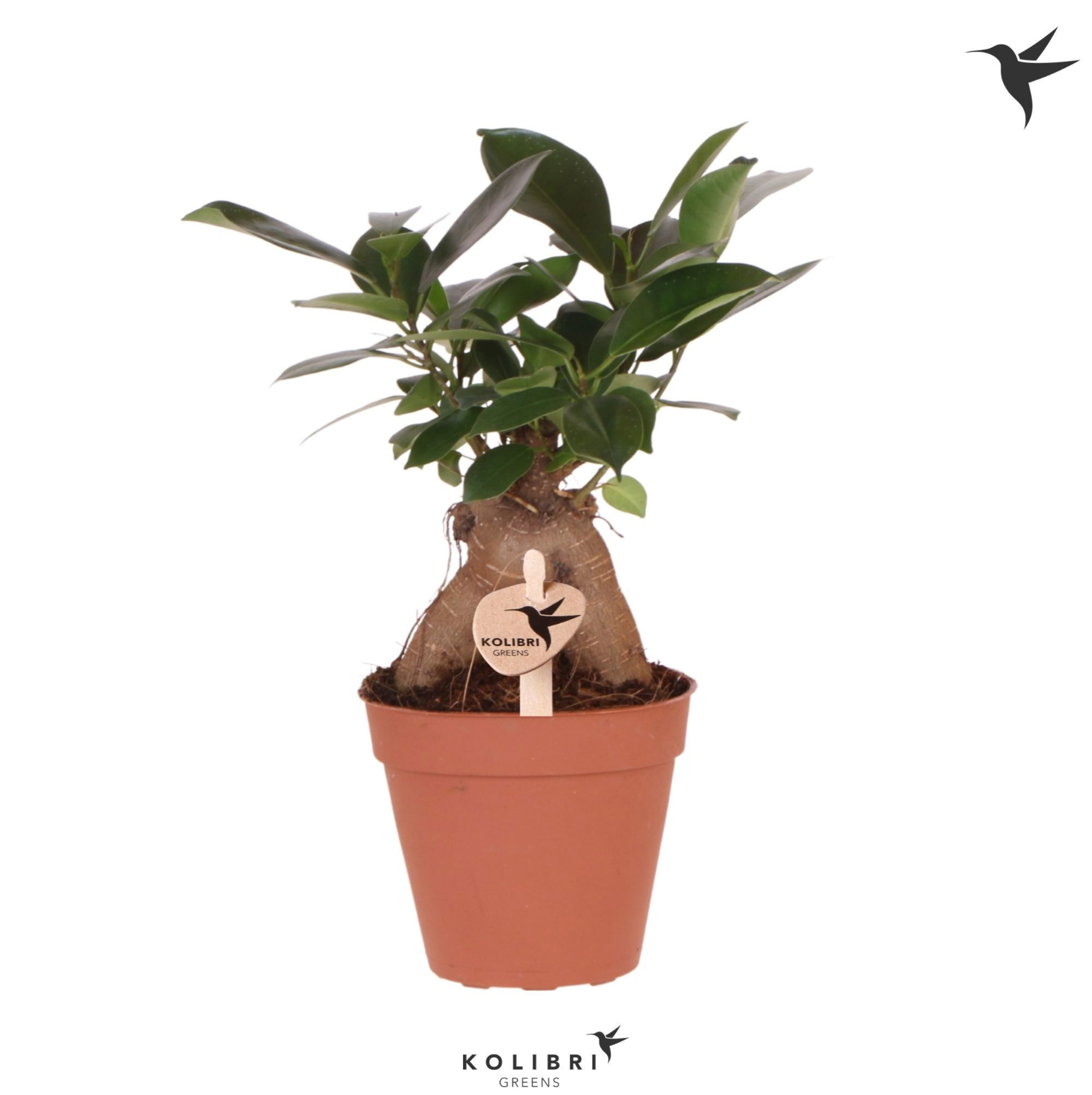 Kolibri Greens Ficus Ginseng Retusa, D 9 cm