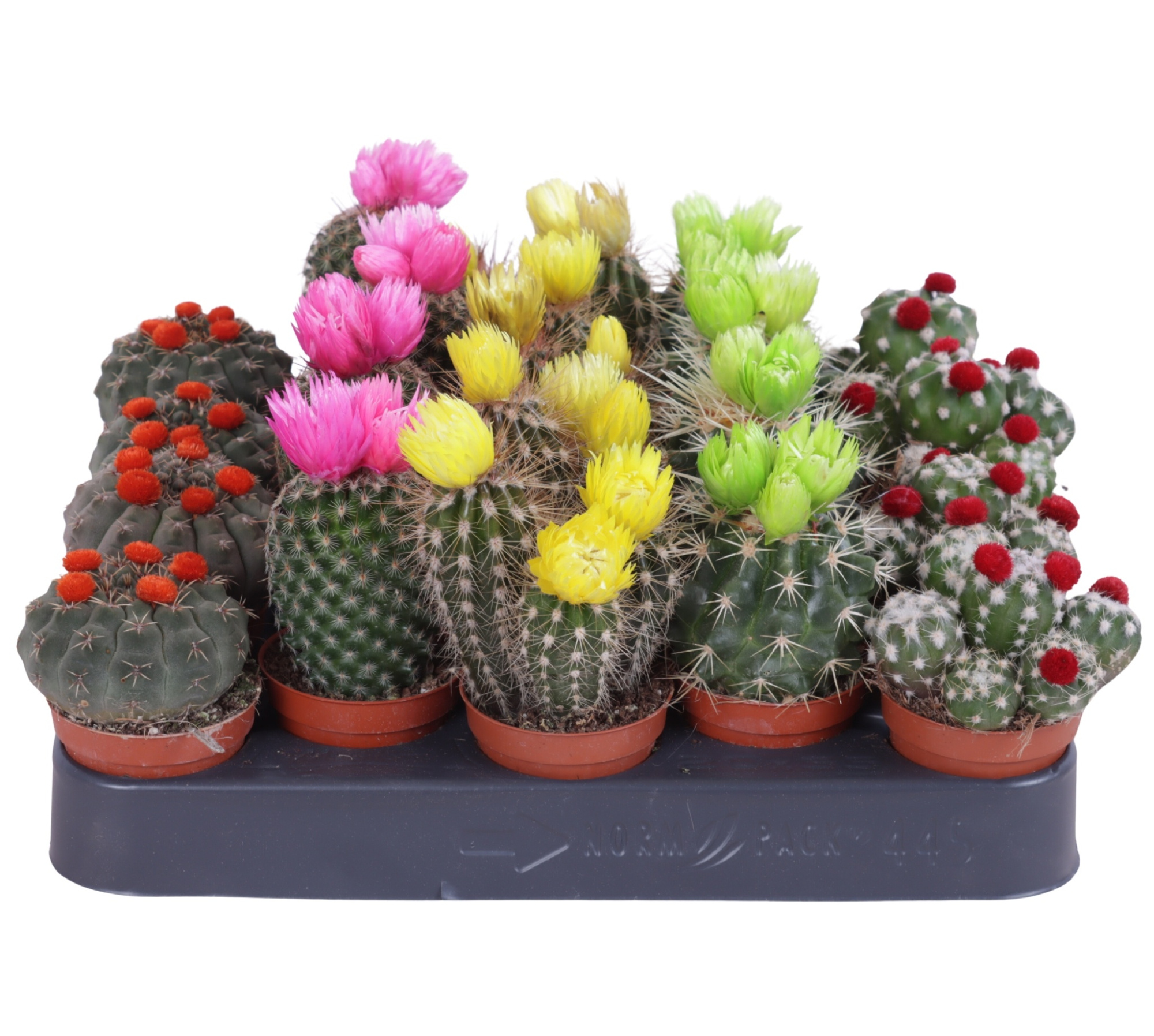 Cactus stro disco 5,5 cm, D 5,5
