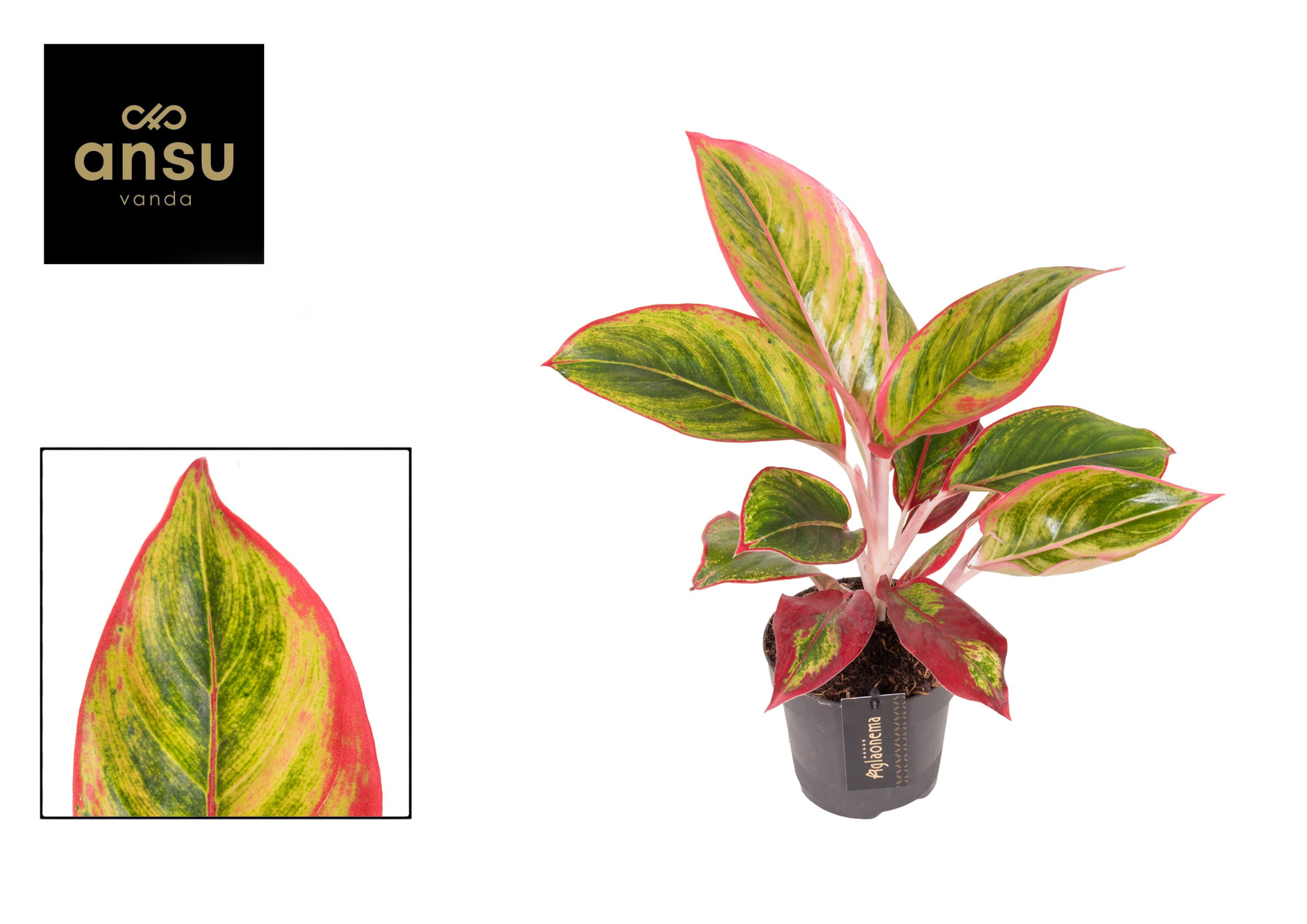 Aglaonema Jamaica Red, D 12