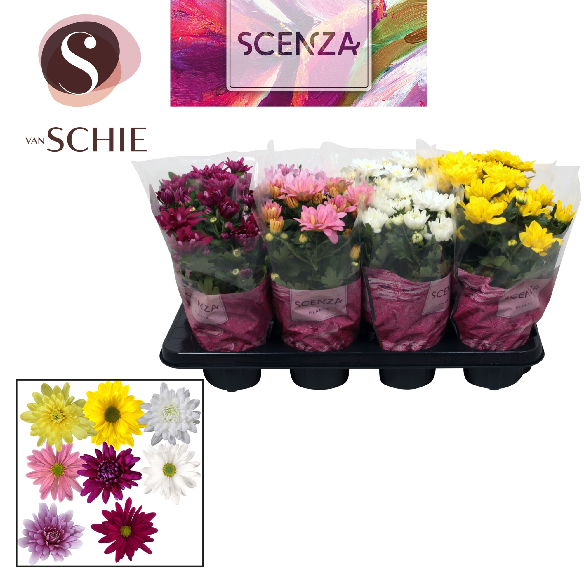 Chrysanne® Mix SCENZA, D 13