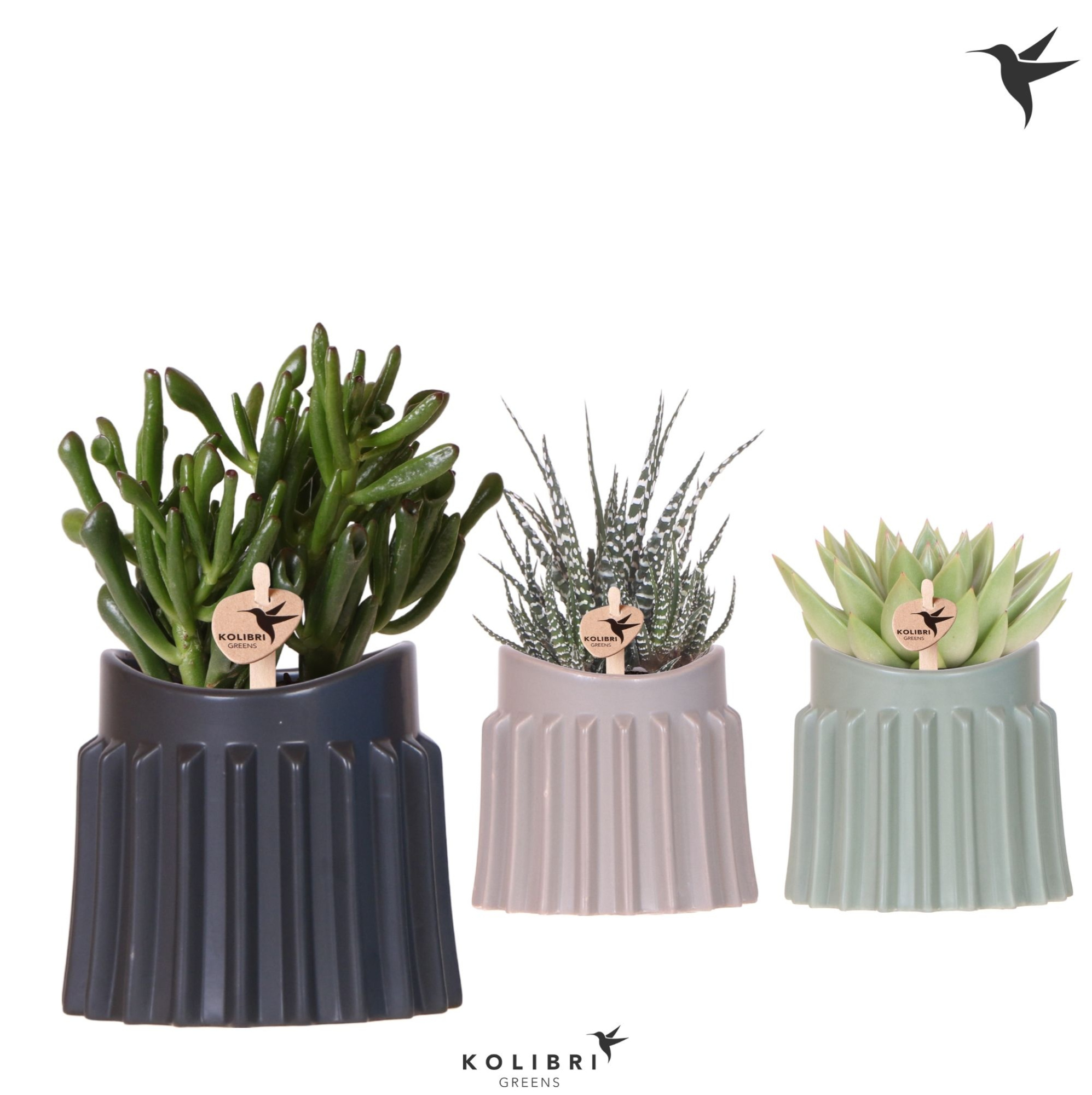 Kolibri Greens Succulenten mix in Raw pot mix, D 9 cm