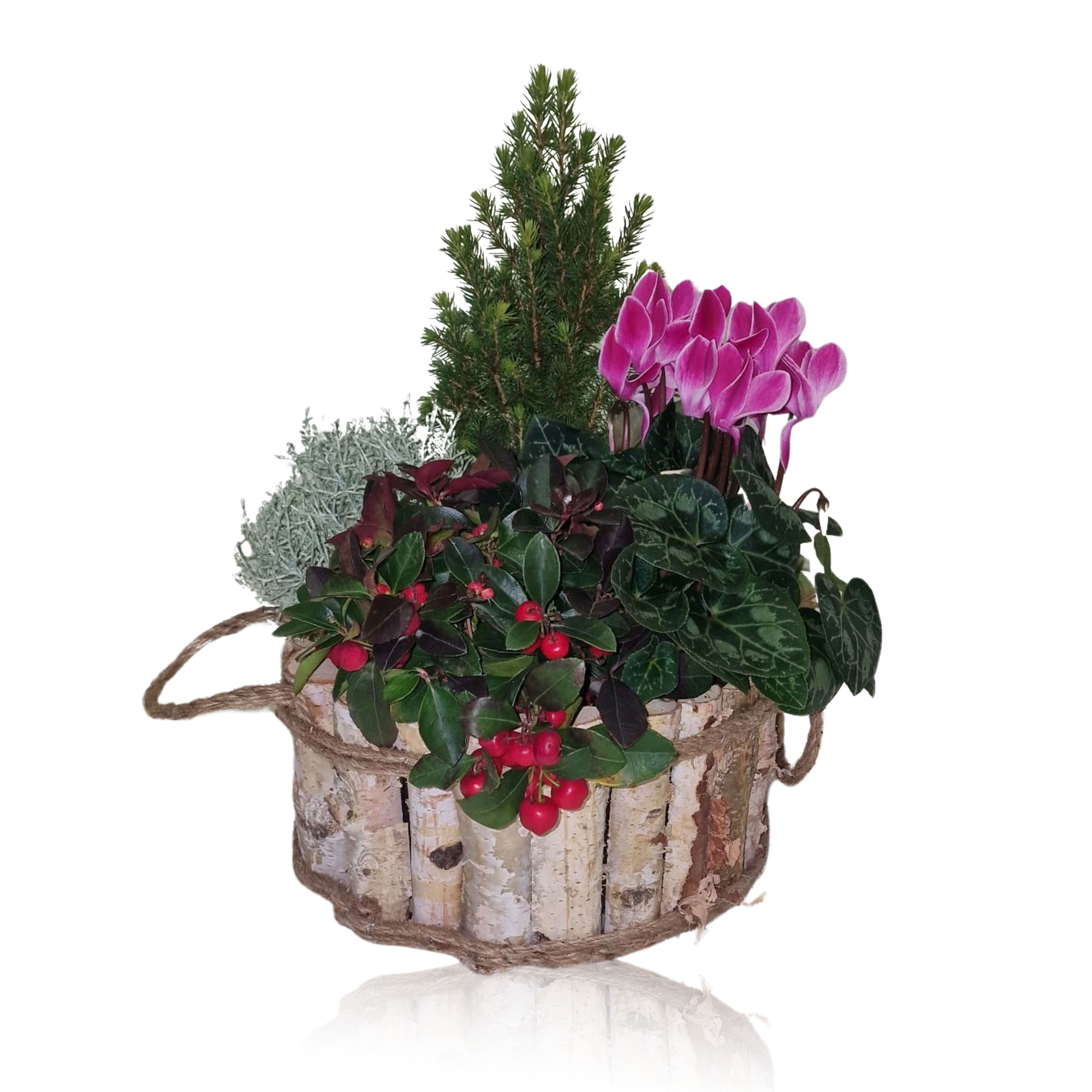 Collectie Anna Winter Specials Arrangement in Houten Bak Rond 26 cm, D 26