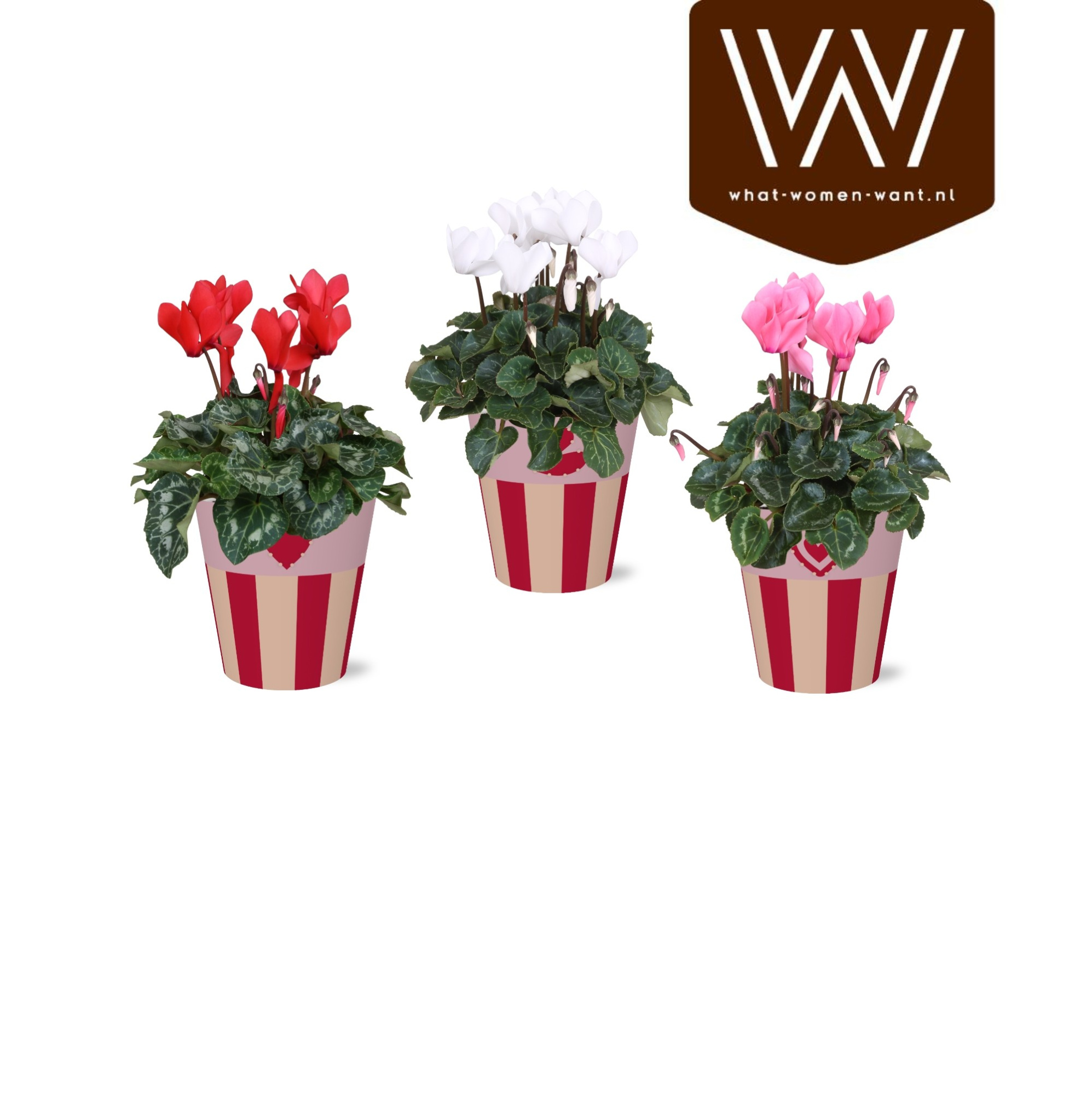 Collectie 'Sympathetic Moods' Cyclamen in Smartcup Romee, D 12