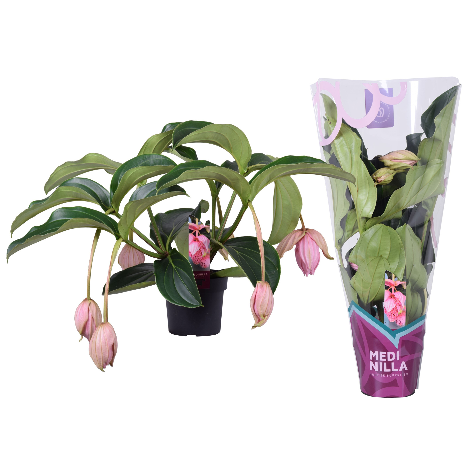 Medinilla Magnifica 2 etage 5 knop in exclusieve hoes, D 17