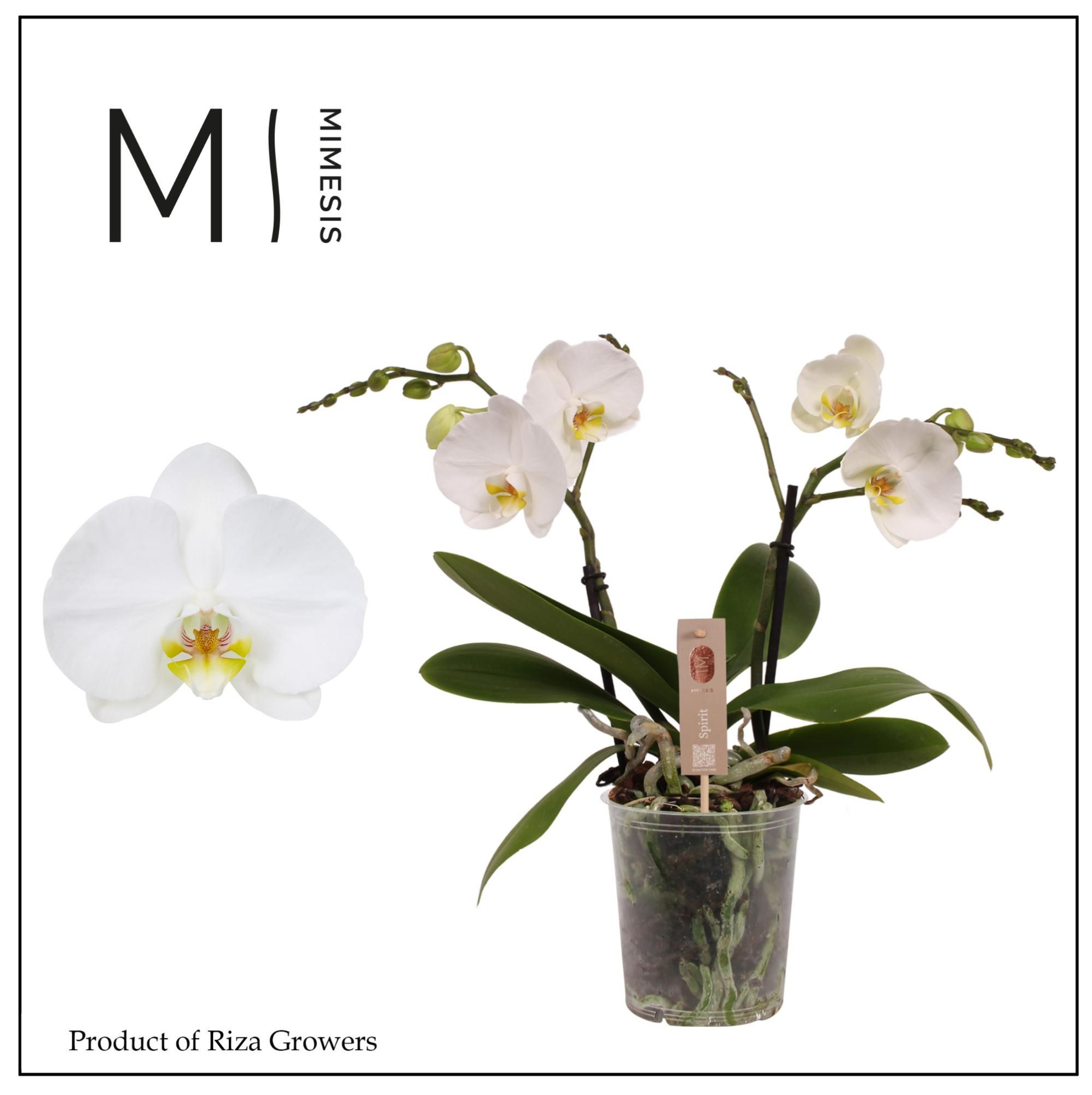 Phalaenopsis Spirit White 2 spike - 12cm | Mimesis, D 12 cm