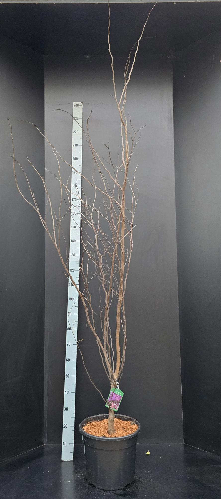 Cercis canadensis 'Forest Pansy', D 34