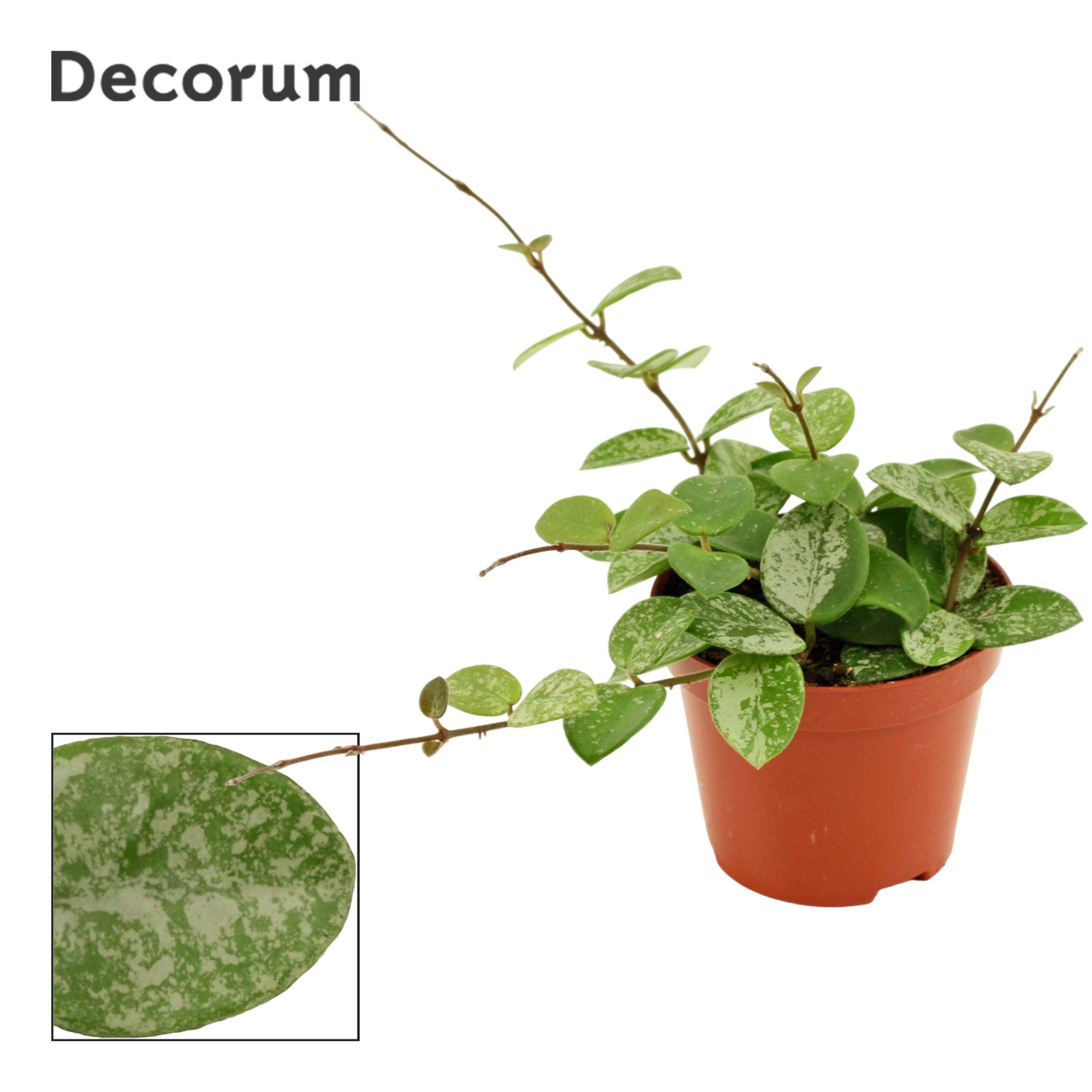 Hoya 9 cm Mathilde splash (Decorum), D 9 cm