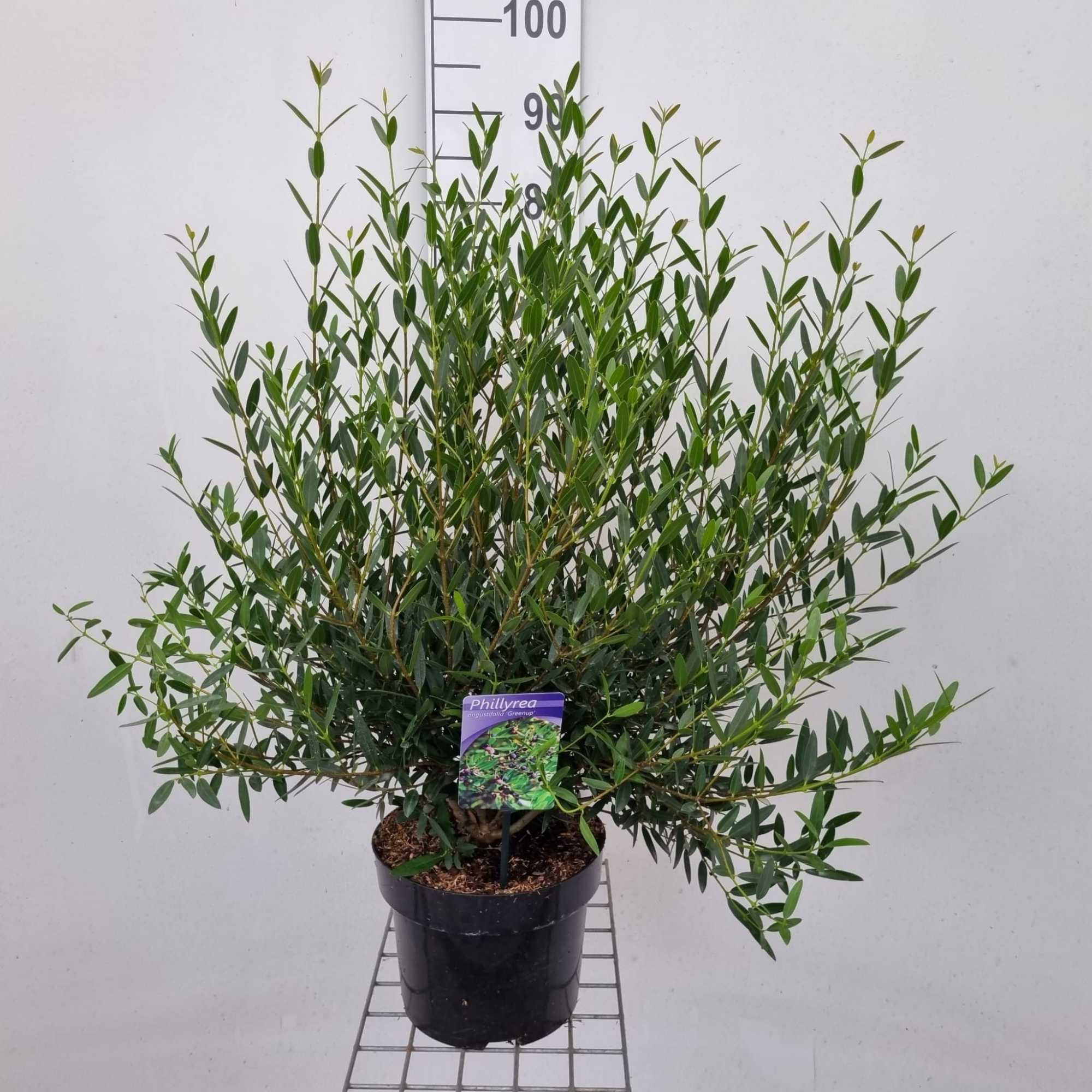 Phillyrea angustifolia 'Green Up', D 23 cm