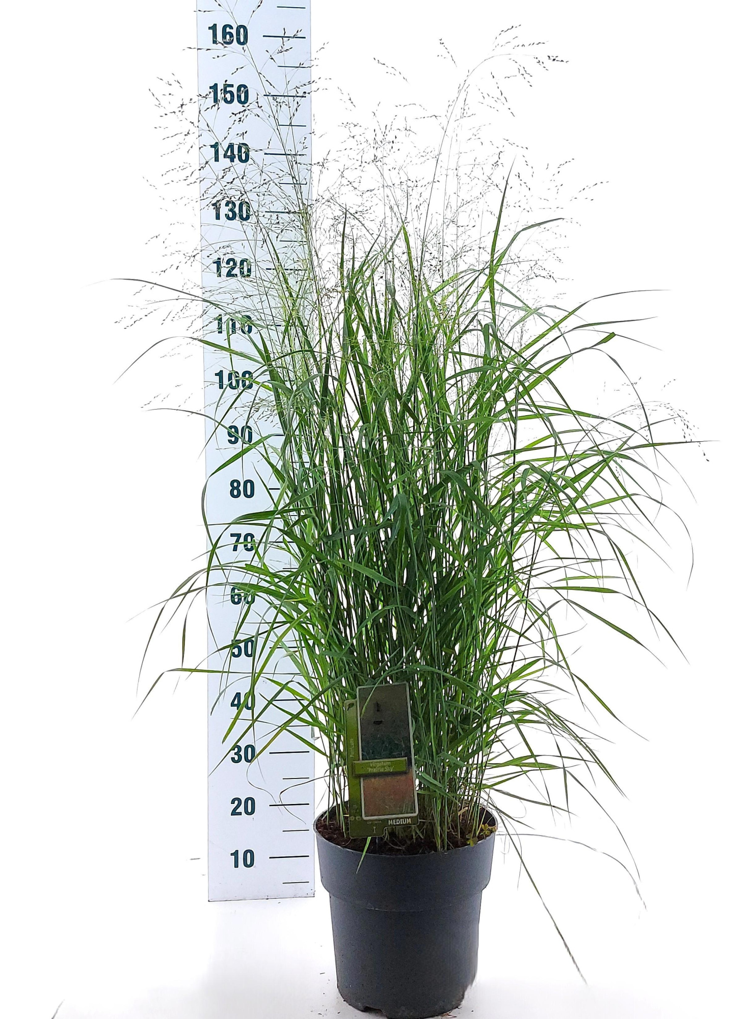 Panicum virgatum 'Prairie Sky', D 23 cm