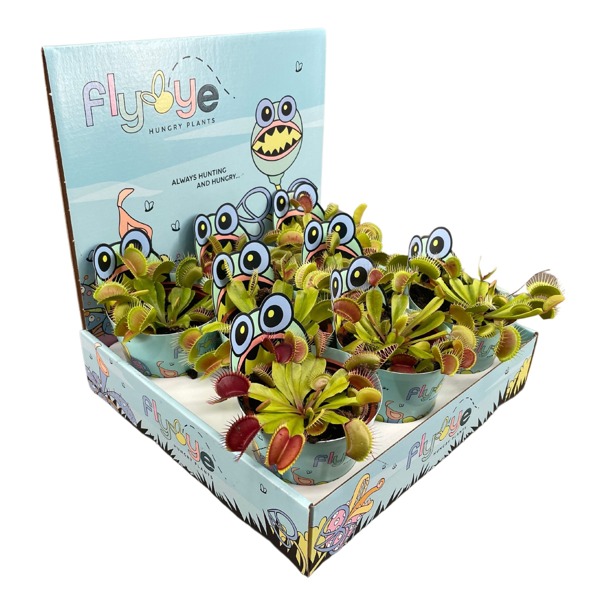 Dionaea muscipula 8,5 cm in Flybye display, D 8,5 cm