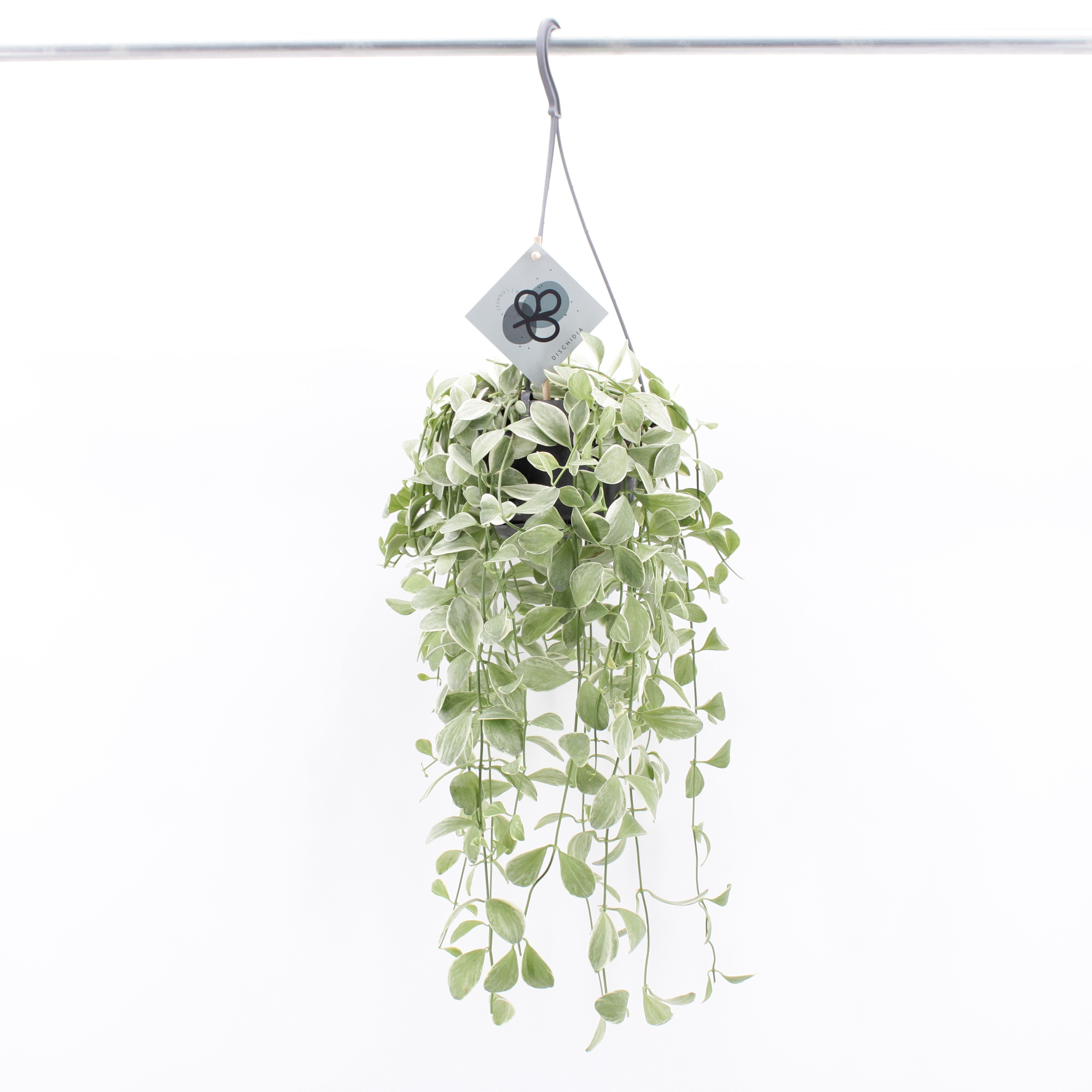 Dischidia Oinantha Variegata, D 14 cm