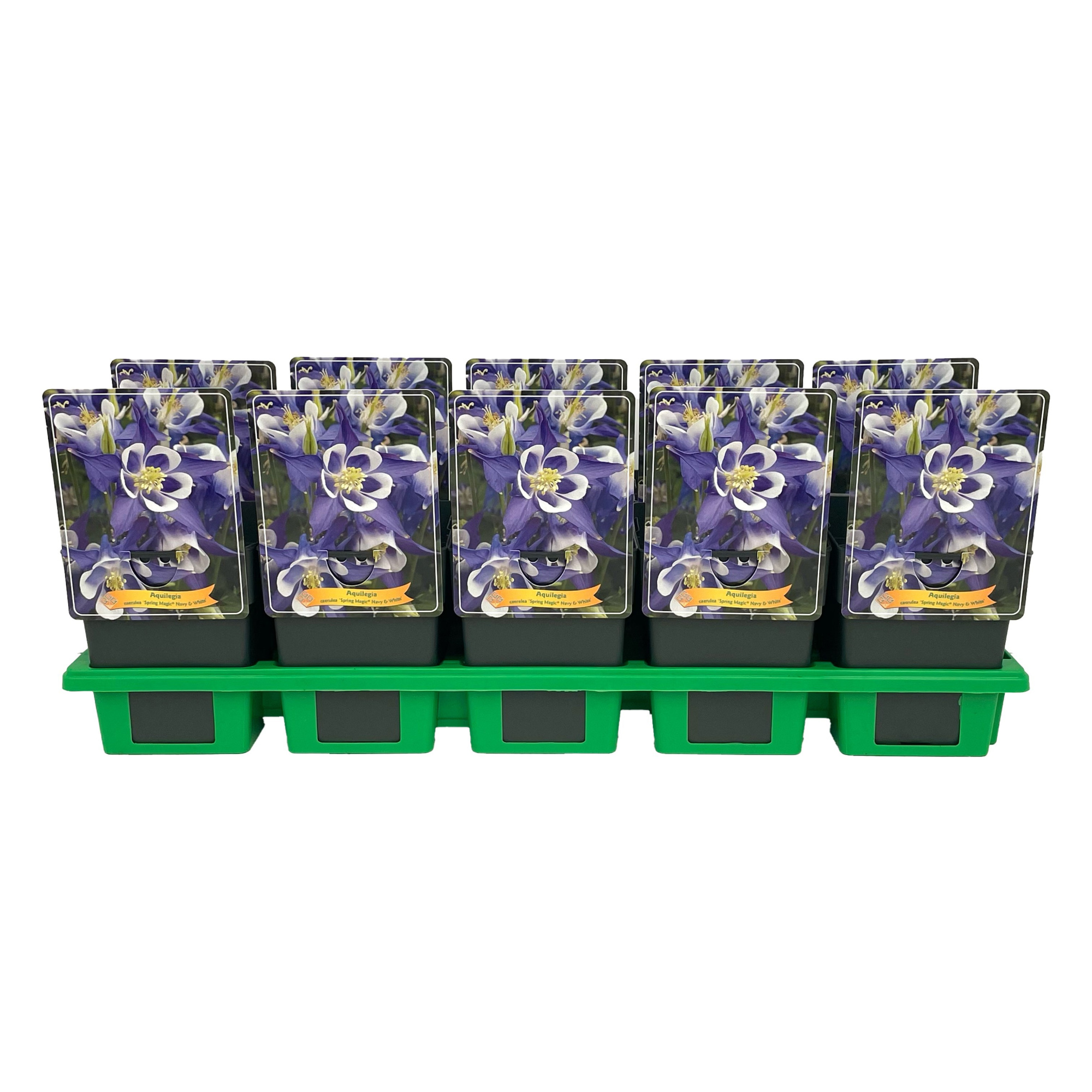 Aquilegia caerulea 'Spring magic® Navy & White' P11, D 11