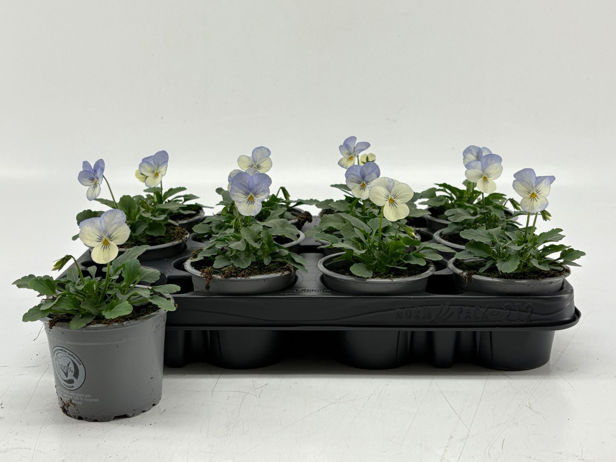 Viola Cornuta Blue Picotee, D 9 cm