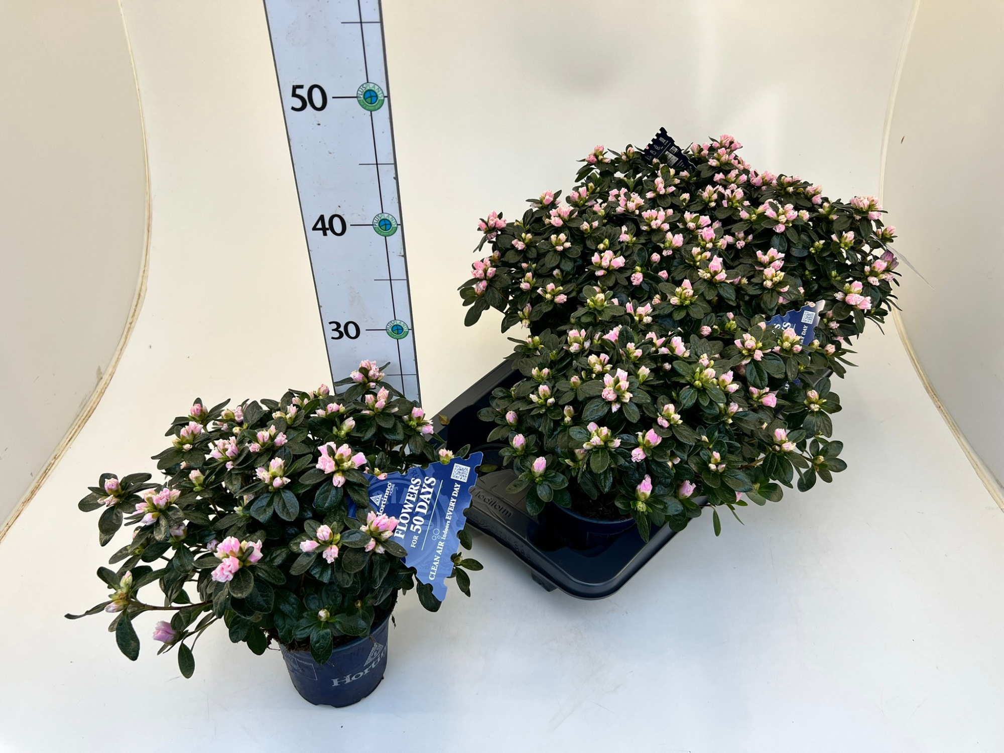 Rhododendron simsii T13 Hortinno 'Bicolor', D 13