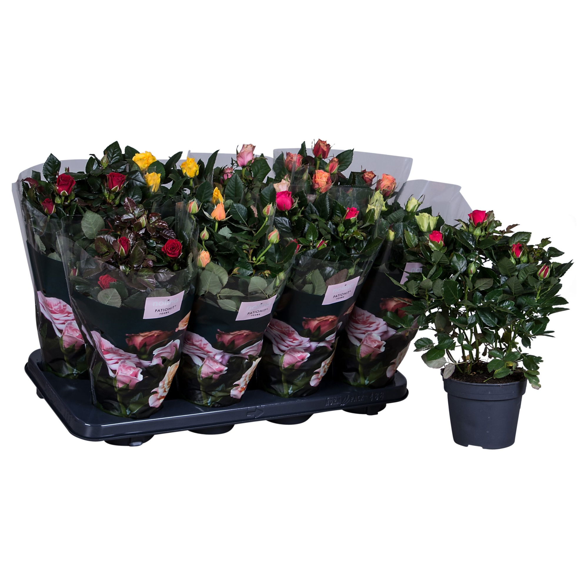 Nolina Roses Ø 13 cm Mix, D 13 cm