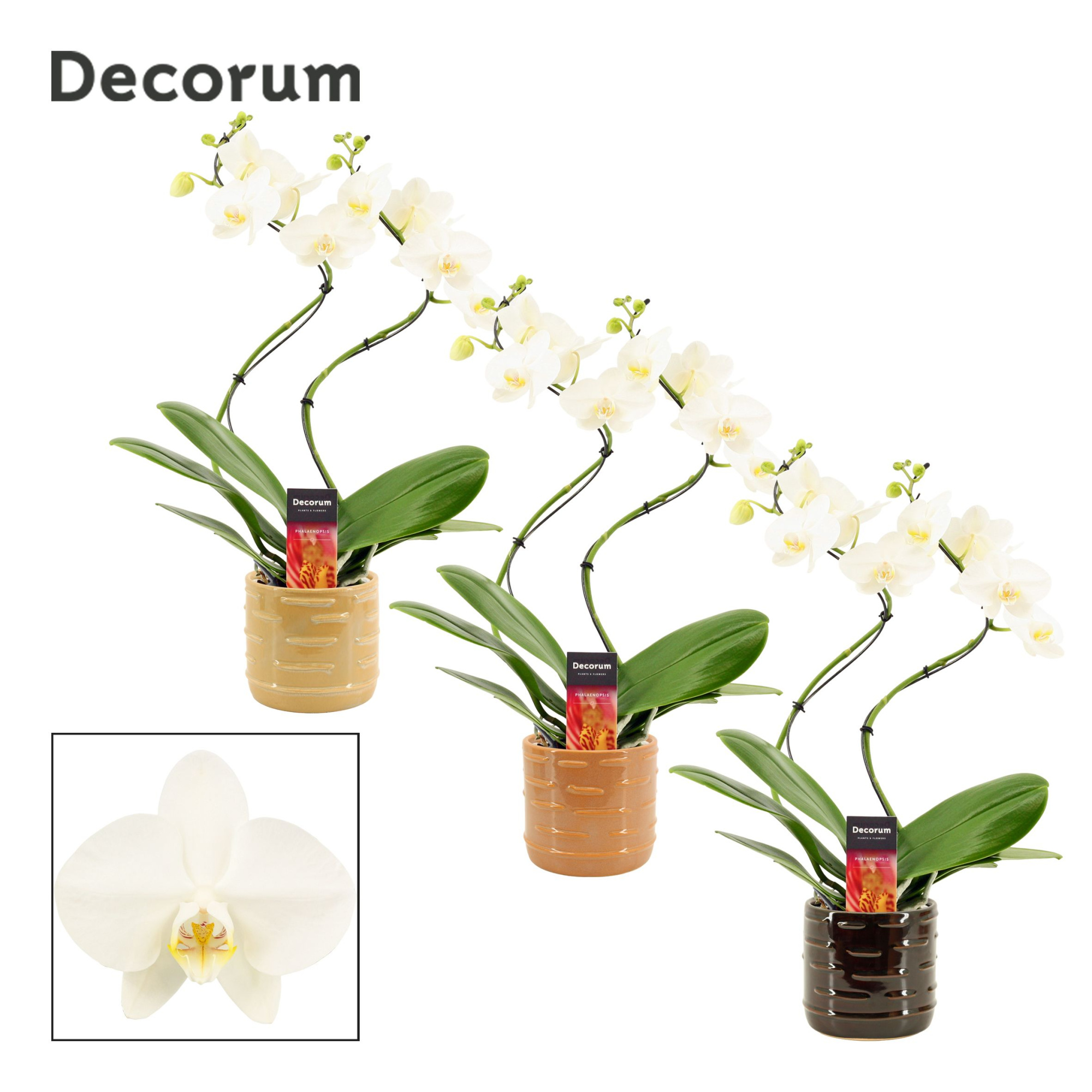 Phalaenopsis hurricane wit in Lois (Deco-collection), D 12
