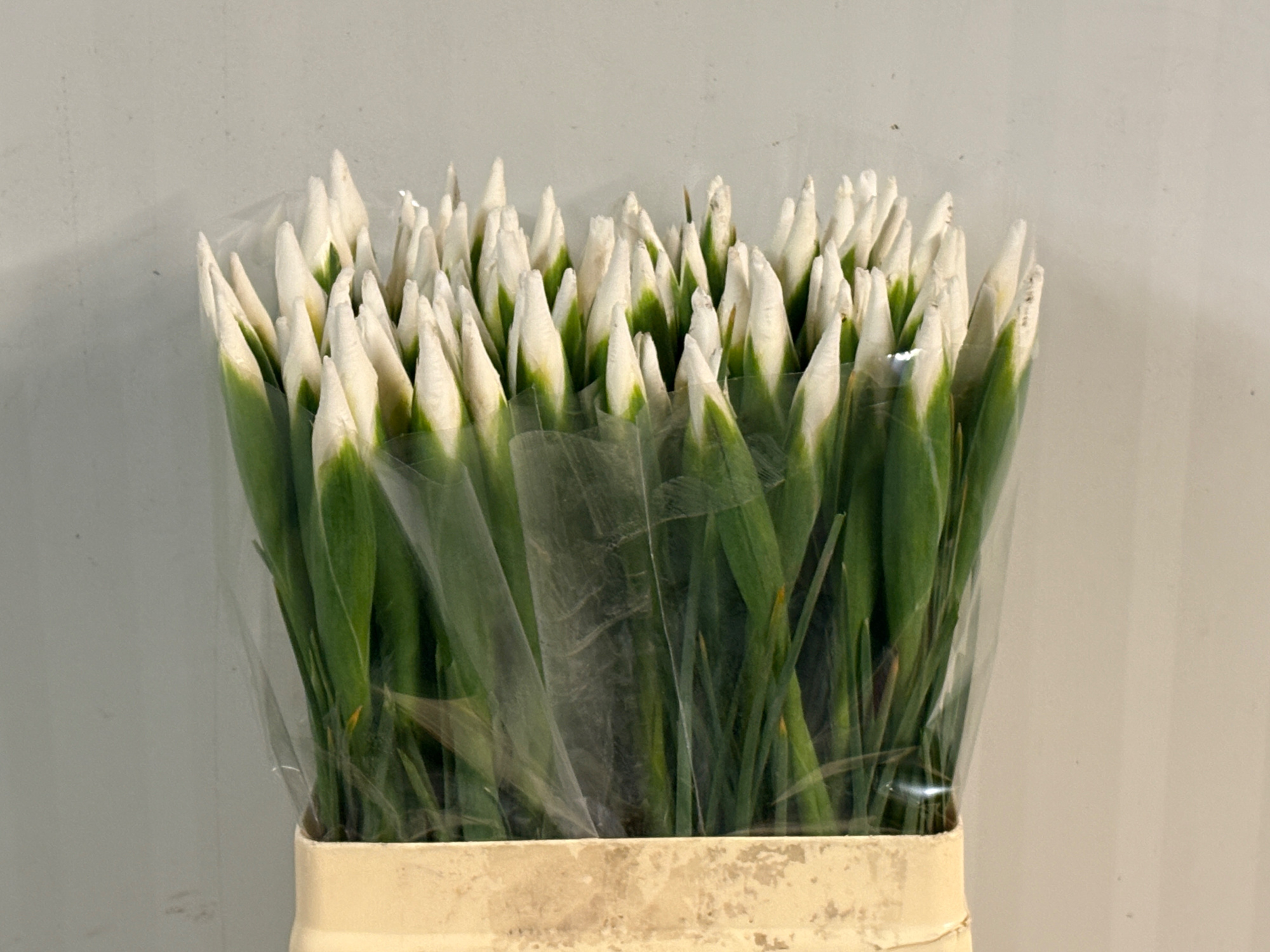 Ирис Касабланка (бел.), шт.