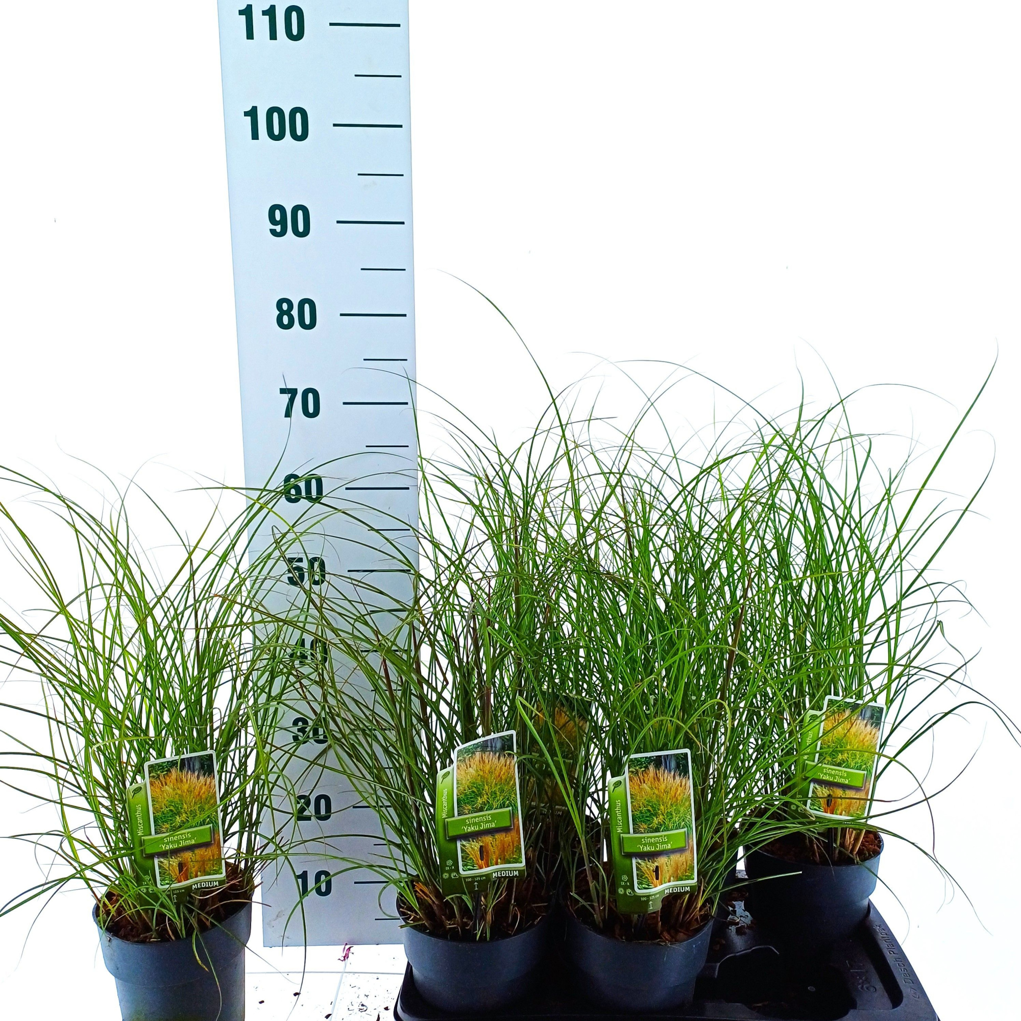 Miscanthus sin. 'Yakushima Dwarf', D 17