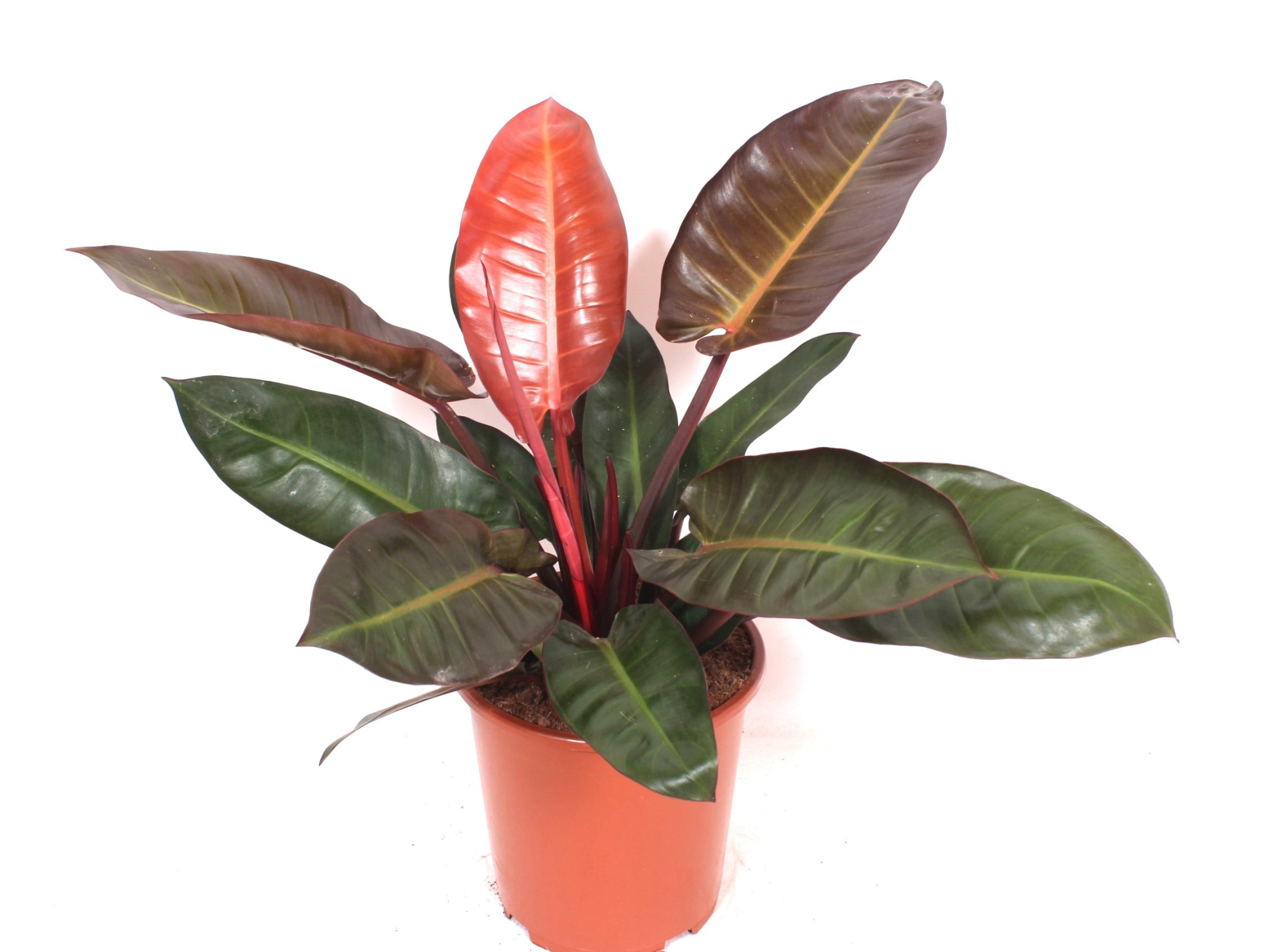 Philodendron Sun Red, D 27 cm
