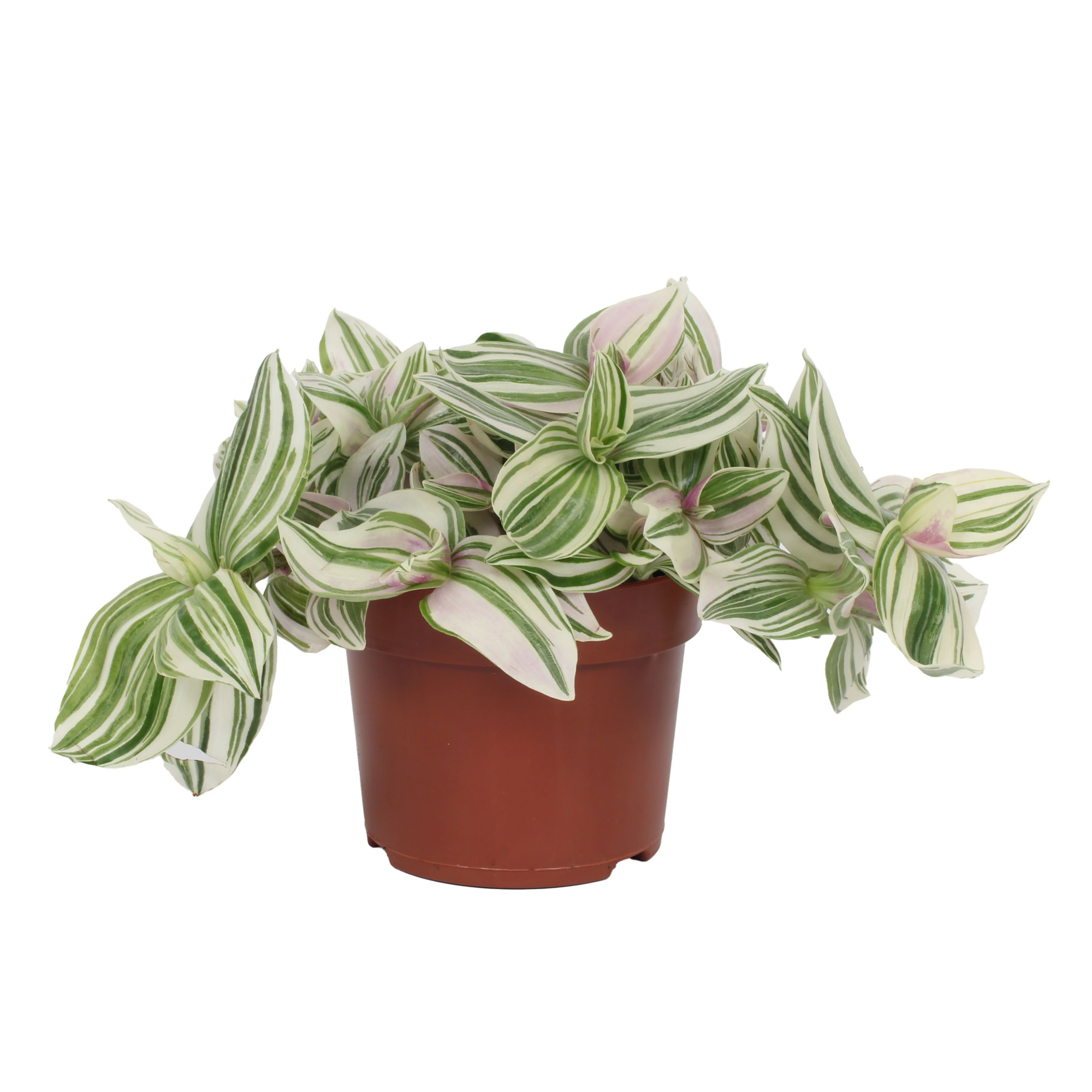 Tradescantia Unicorn - Lilac Prairie 12cm, D 12 cm