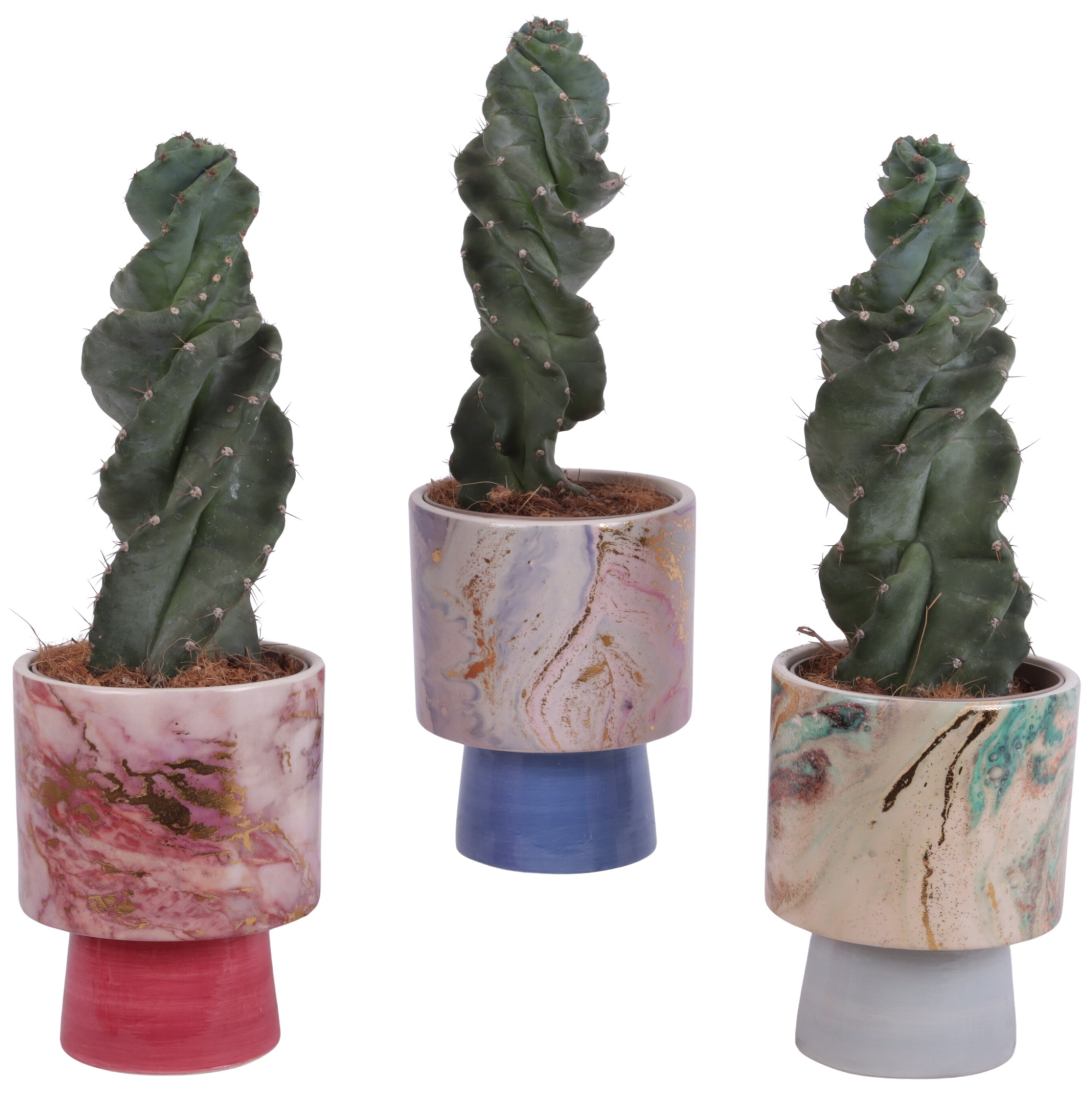 Cactus Cereus Spiralis Ø12cm in Ø14cm Ceramic FB676, D 14