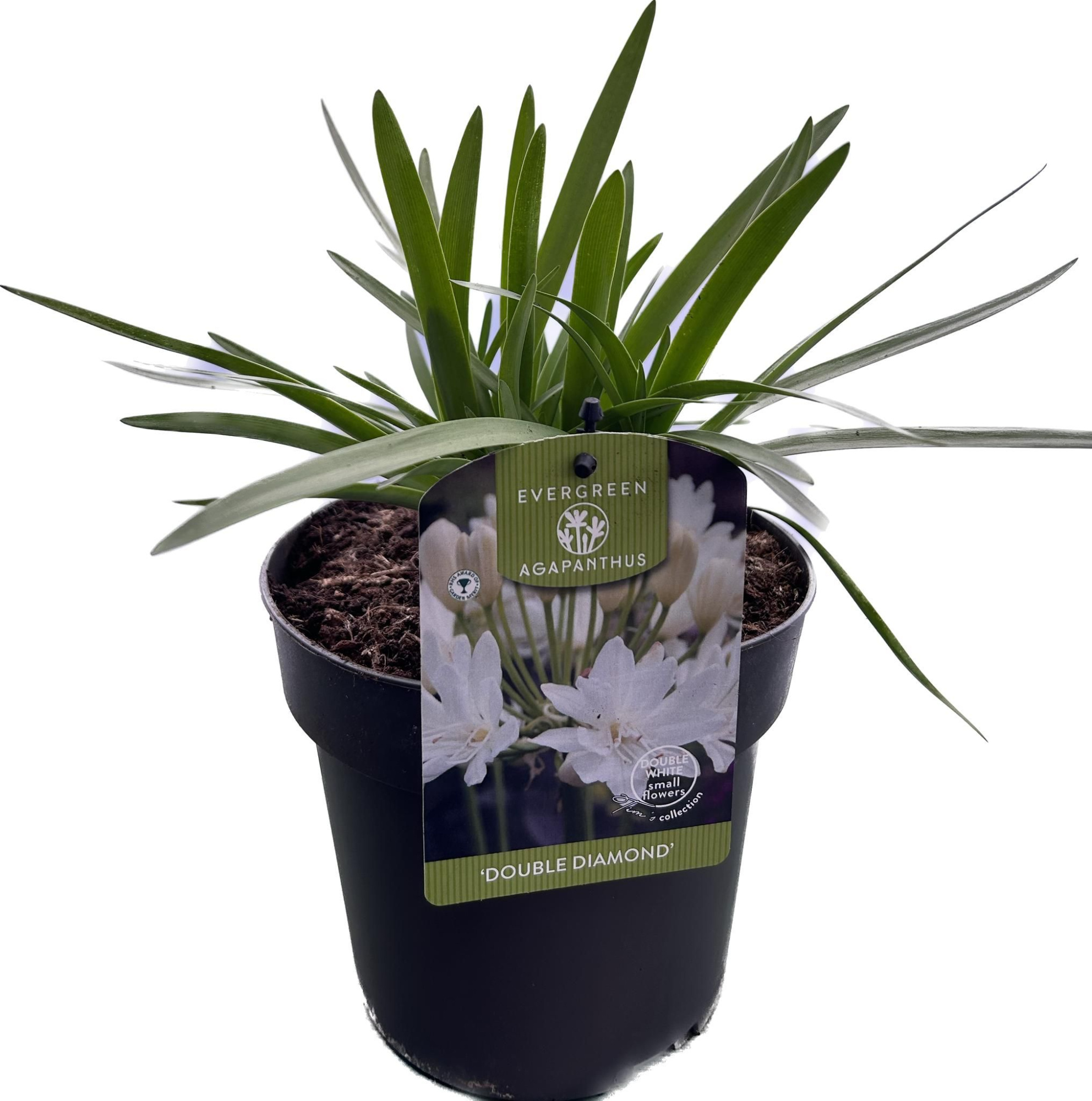 Agapanthus 'Double Diamond' P17 EVERGREEN, D 17