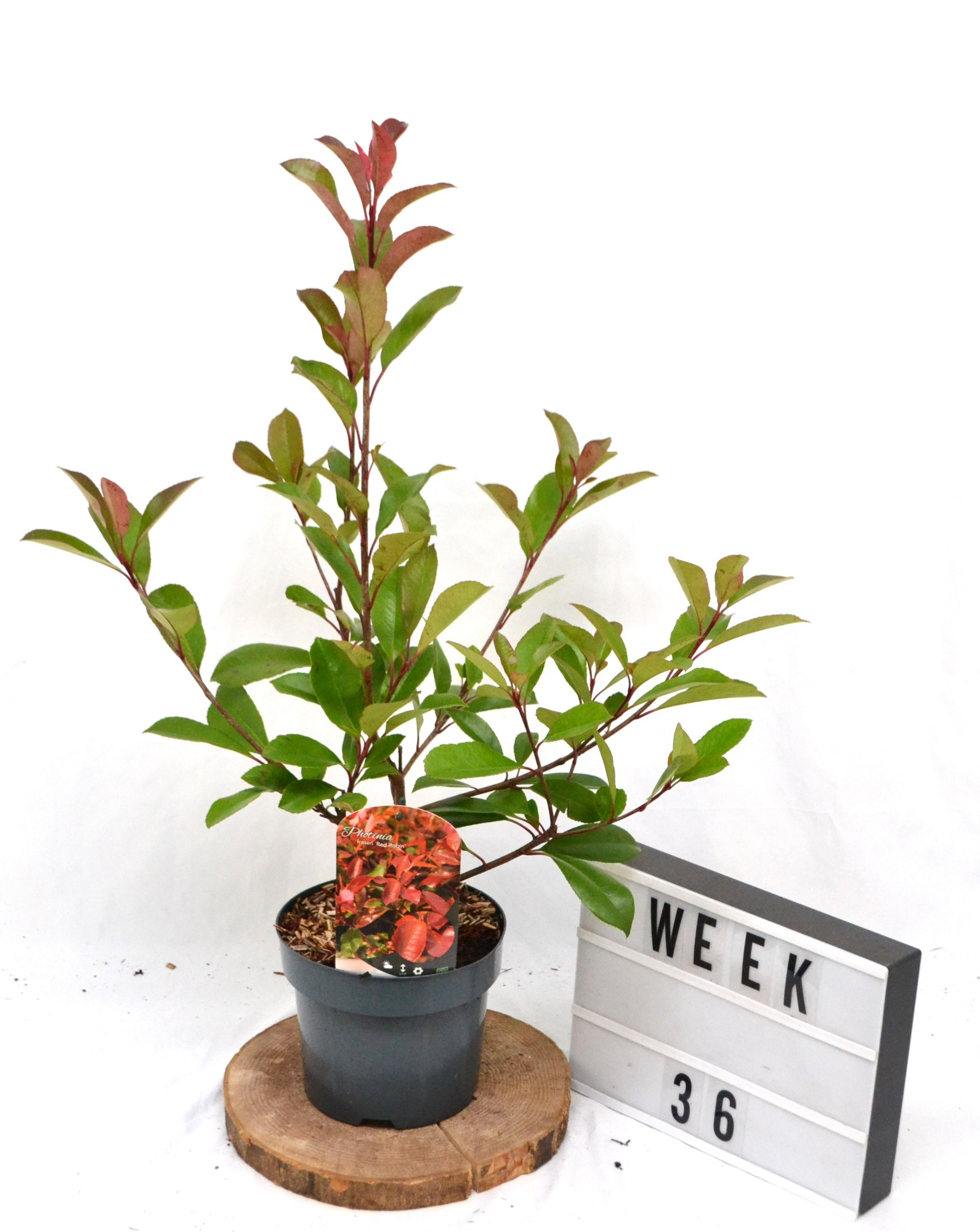 Photinia fraseri 'Red Robin' C3 40-50, D 19 cm