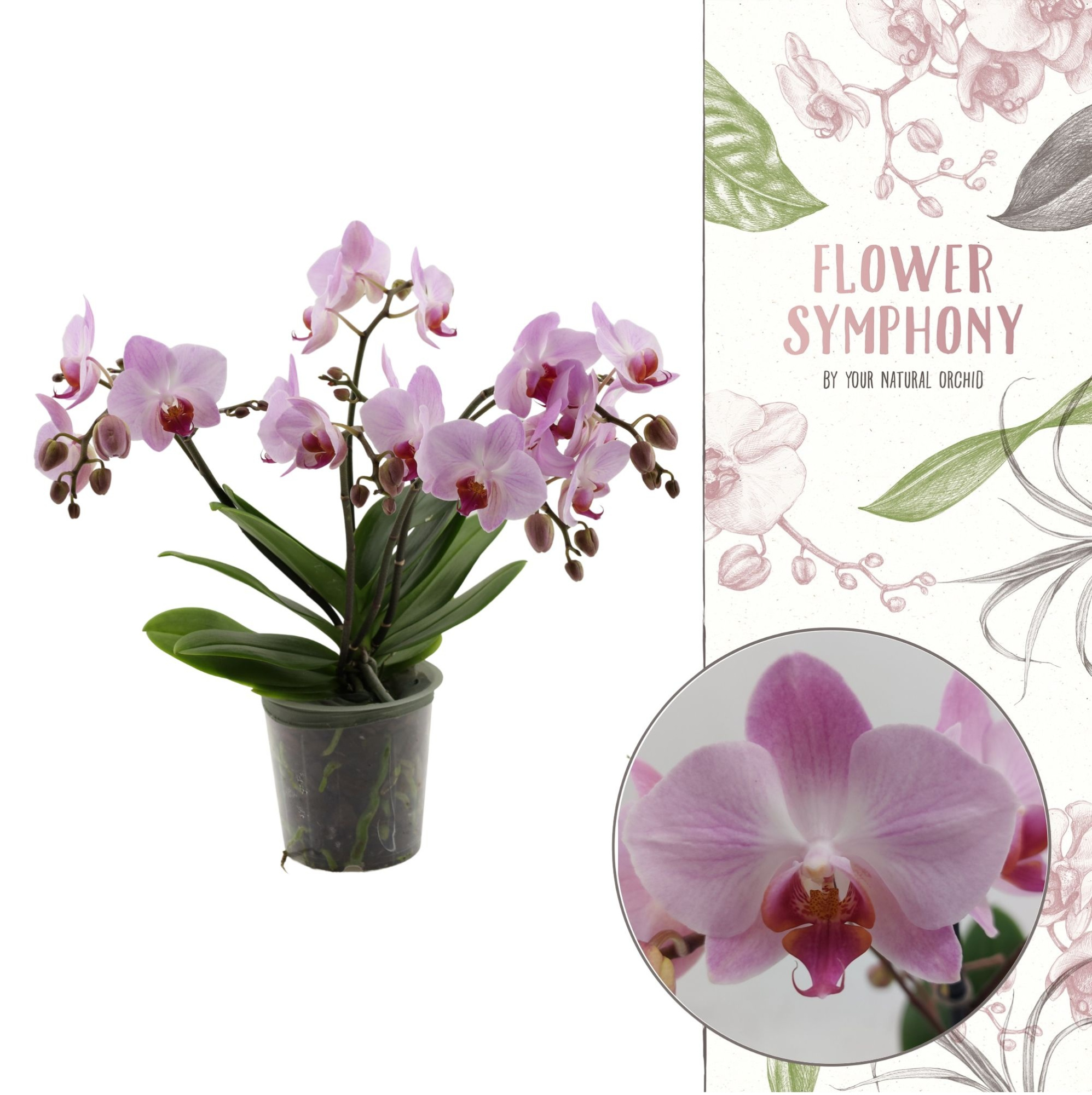 Flower Symphony | Antwerp | Phal 5+ spike (Ongestokt), D 12 cm
