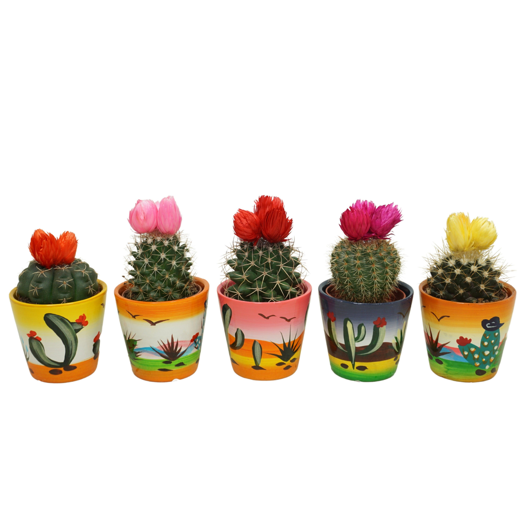Cactus mix met 3 plakbloemen in 6 cm 'Decorpotje', D 5,5