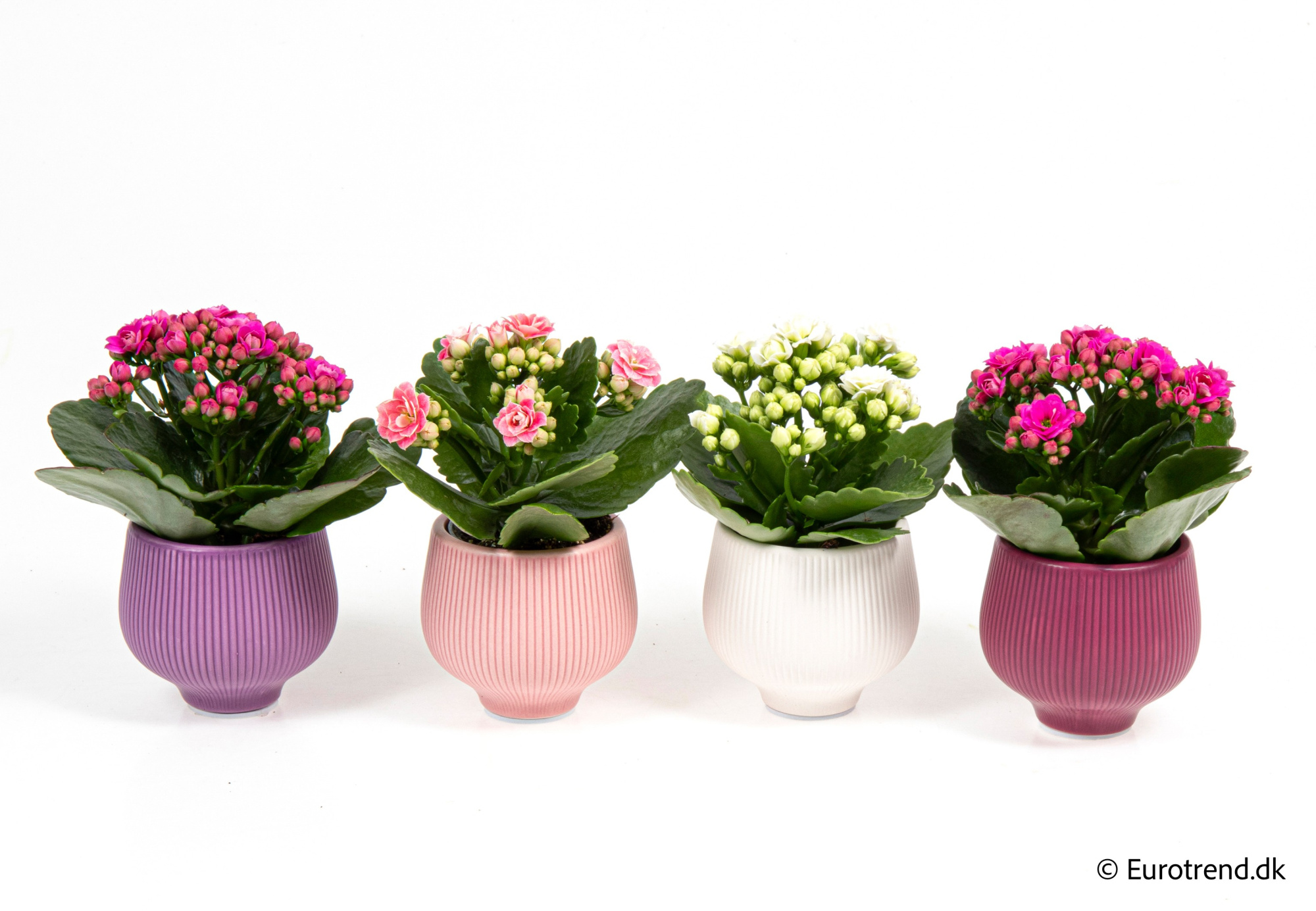 Kalanchoe Roseflowers in Valentine ceramic 2026, D 6