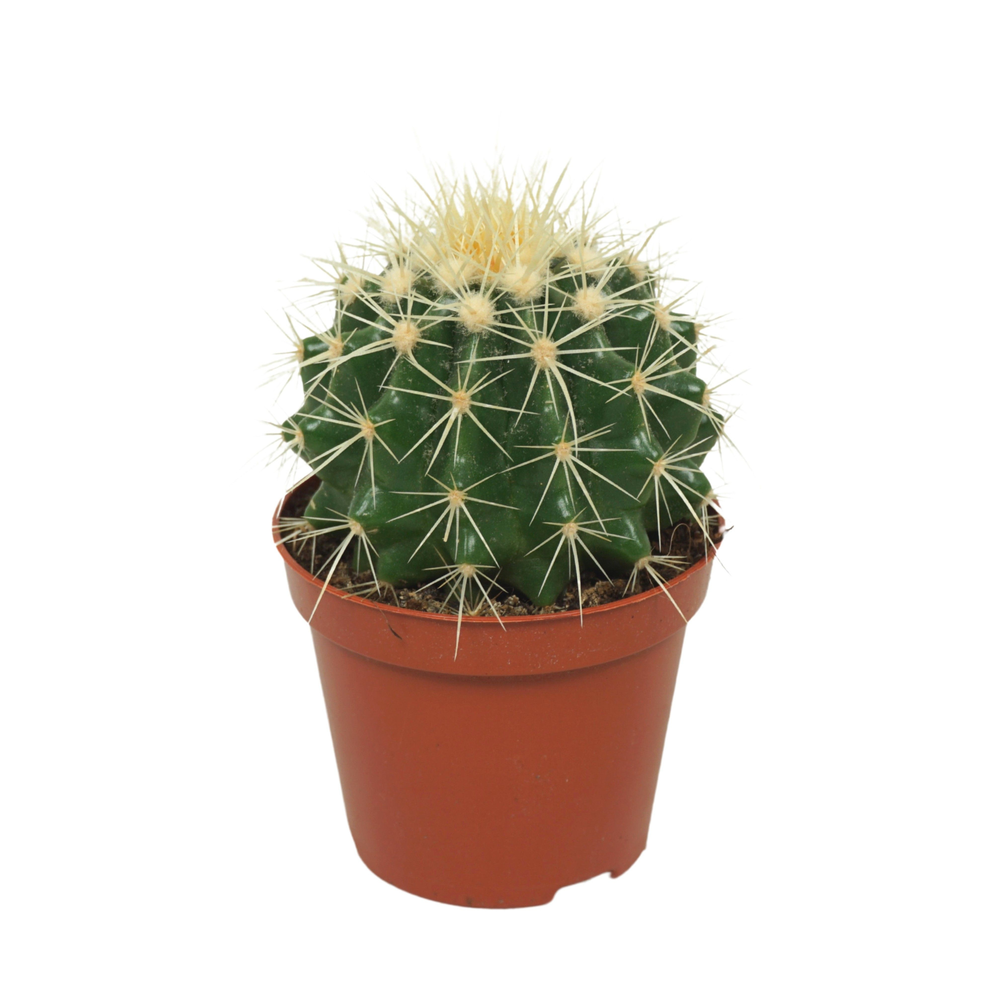 Echinocactus grusonii 8,5 cm, D 8,5 cm