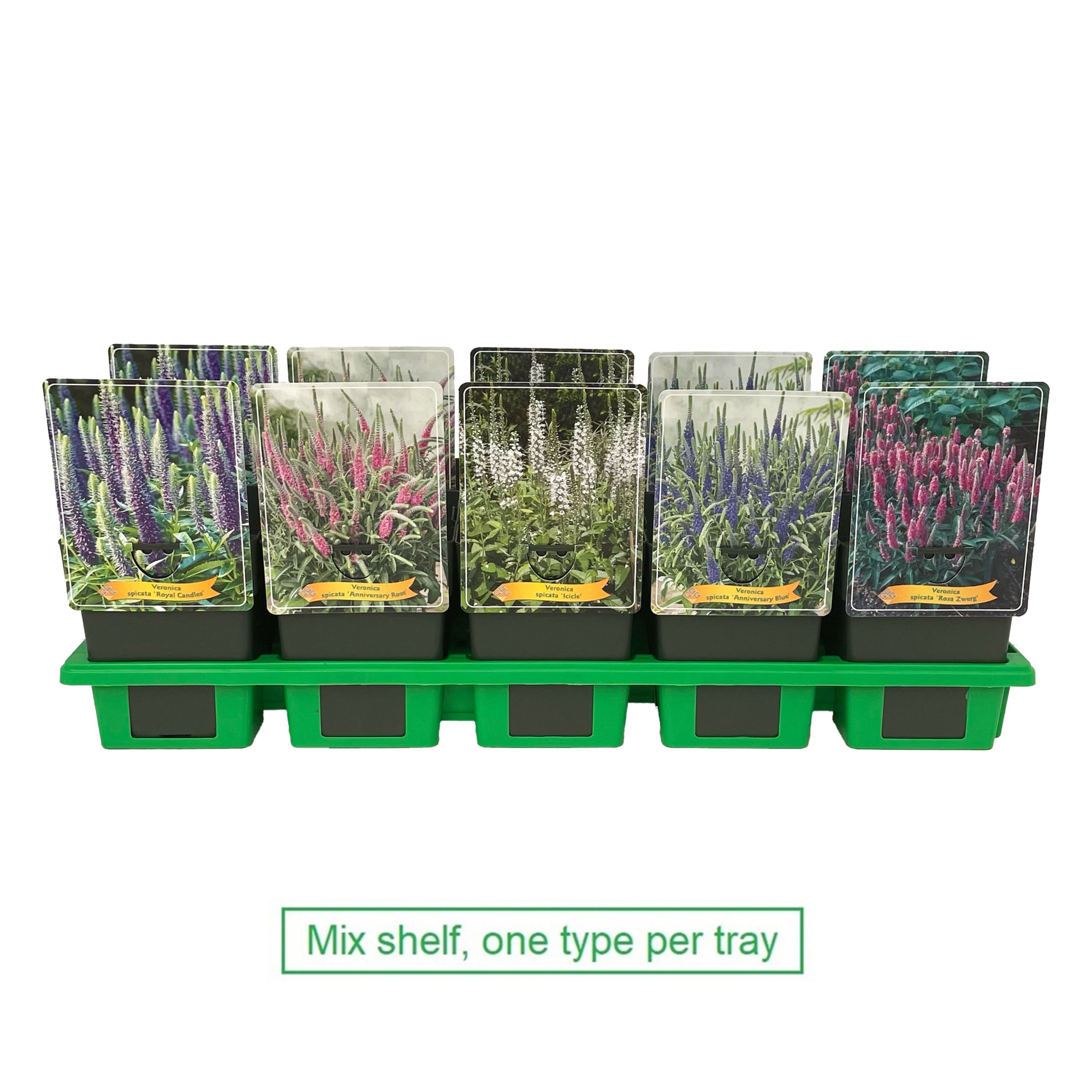 Veronica spicata mix laag P11, D 11