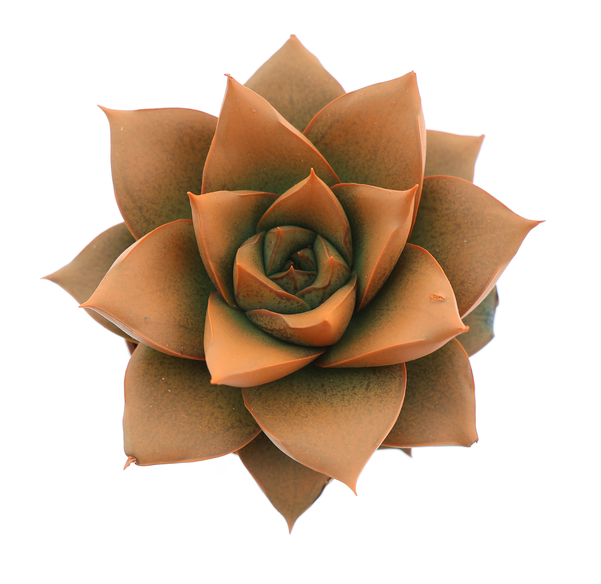 Rainbow purper orange, D 5,5