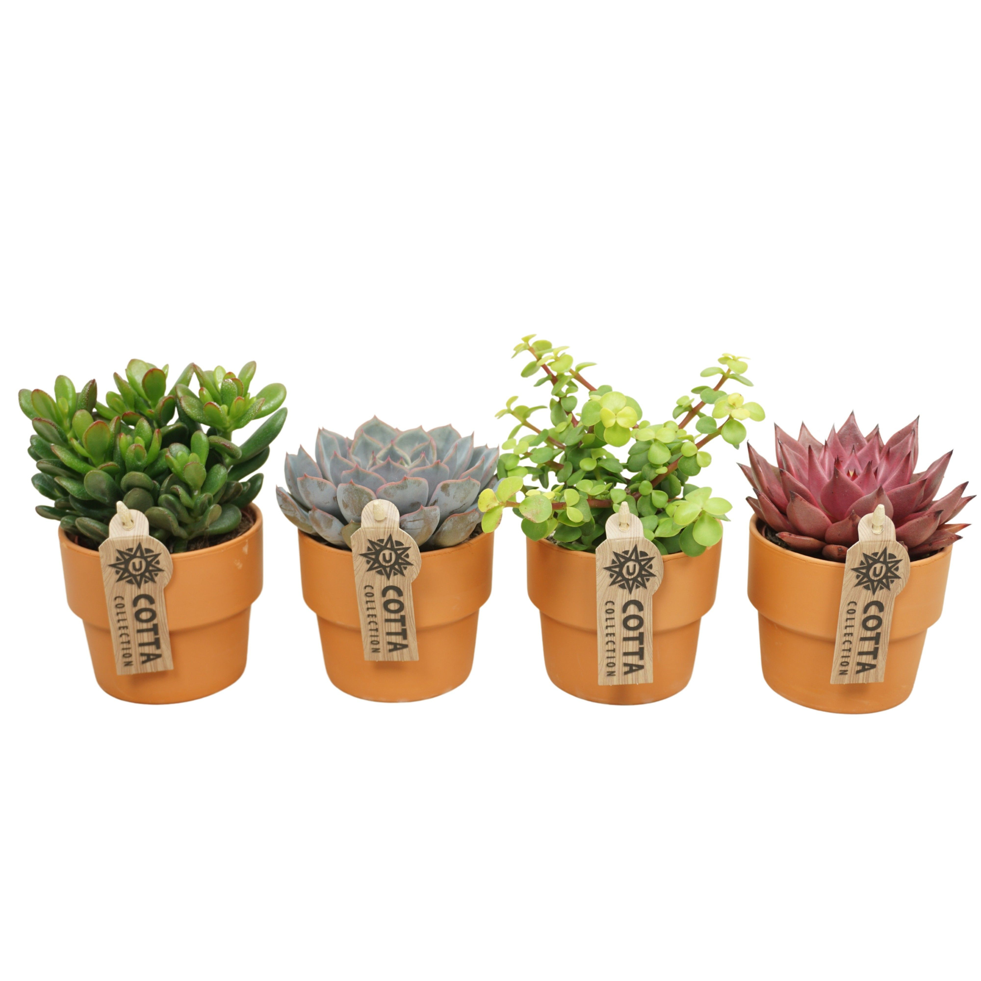 Succulent mix in 10 cm 'Terracotta Kraagpot', D 8,5 cm