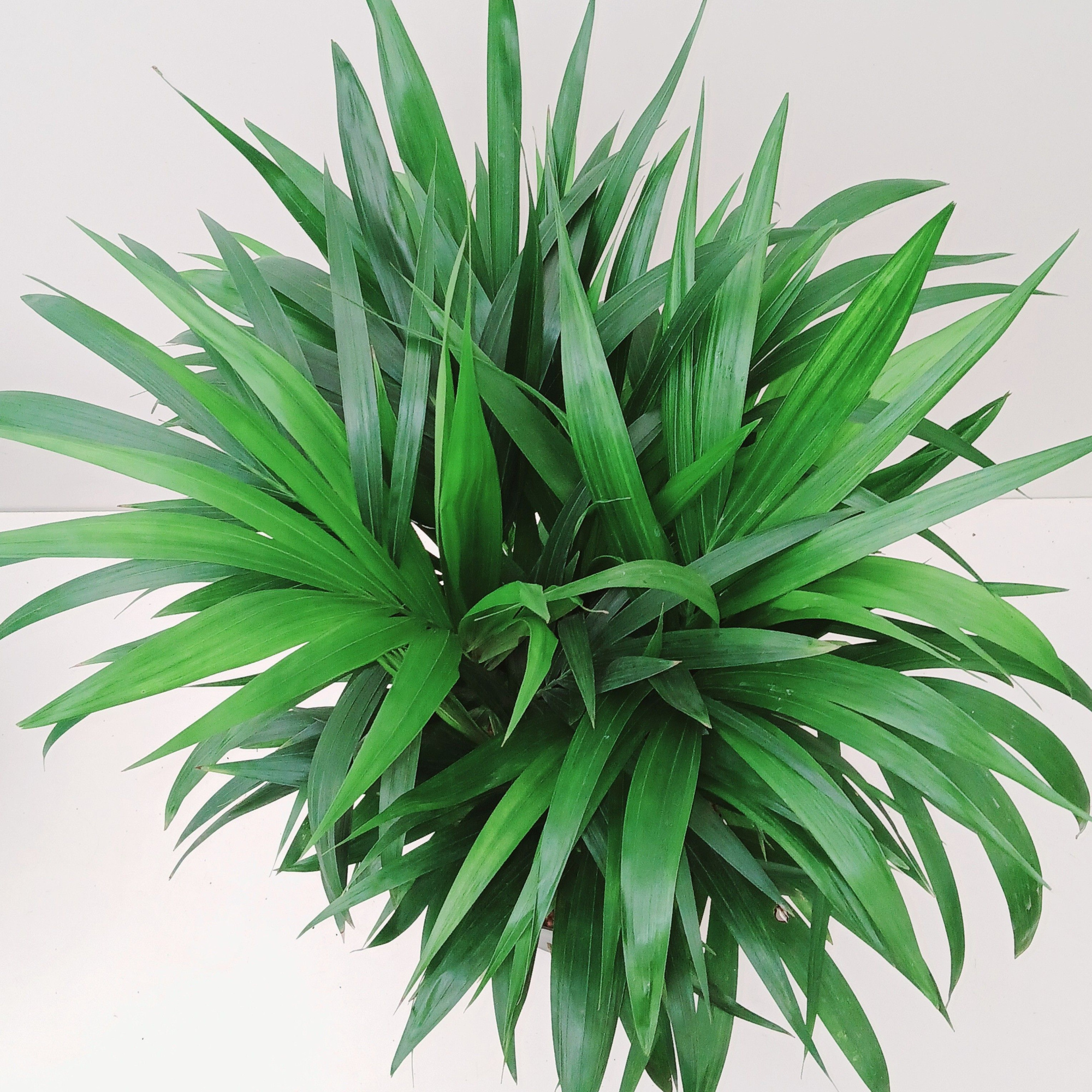 howea hydro, D 28 cm