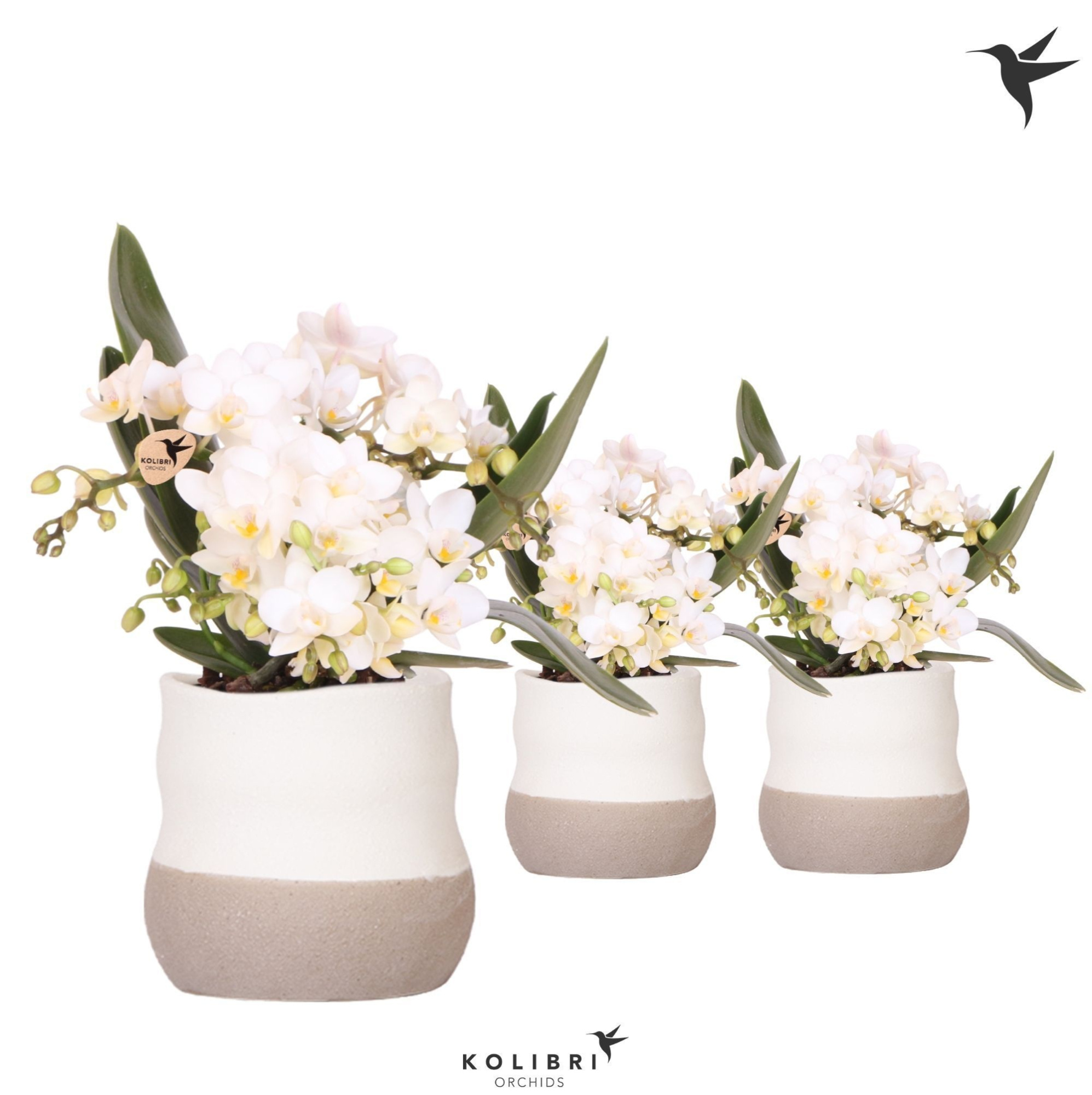 Kolibri Orchids Phalaenopsis Nazare 4 spike in Imperfect Bag pot, D 9 cm