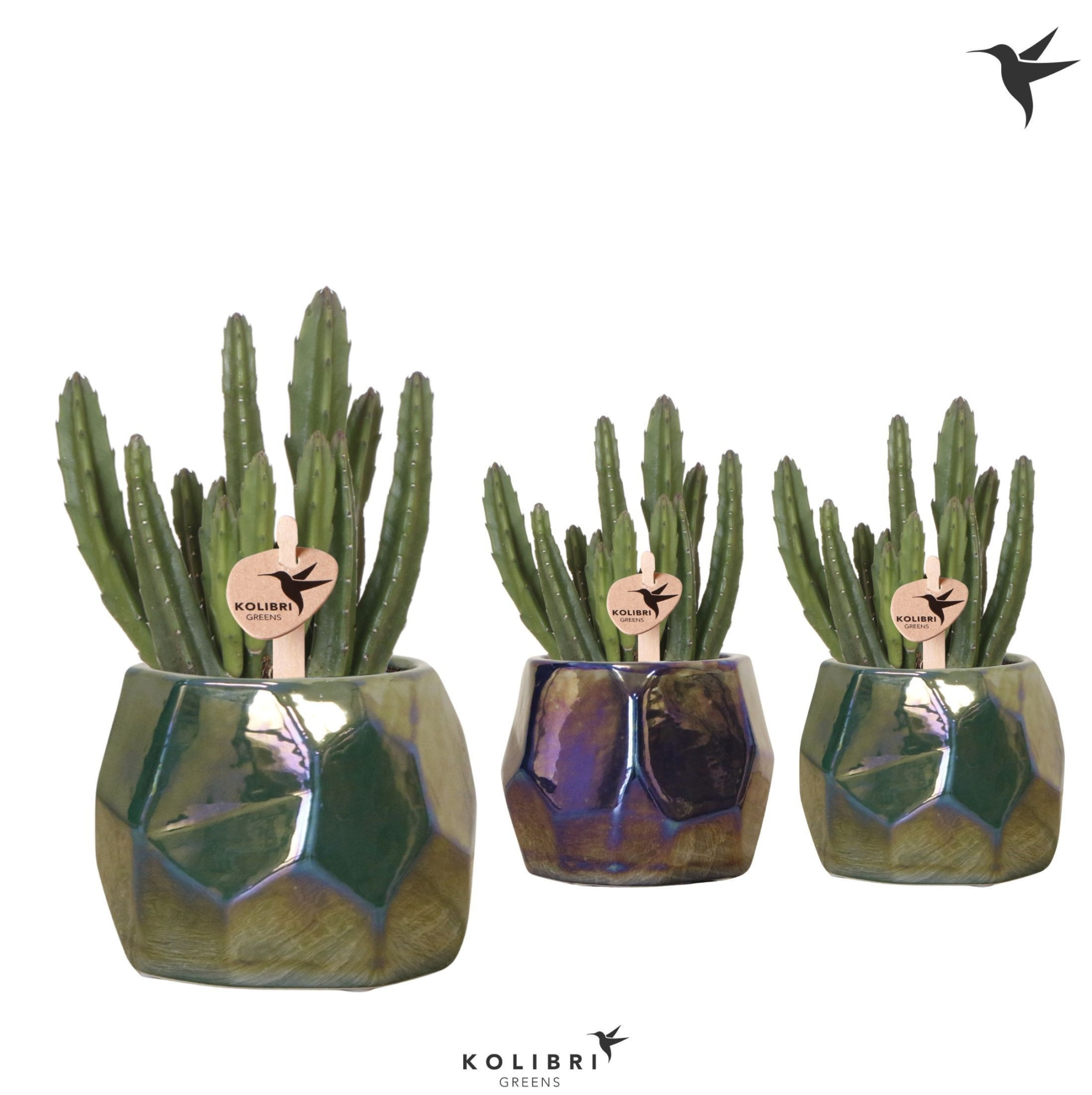 Kolibri Greens Stapelia Leendertziae in Pearl pot blue green mix, D 9 cm