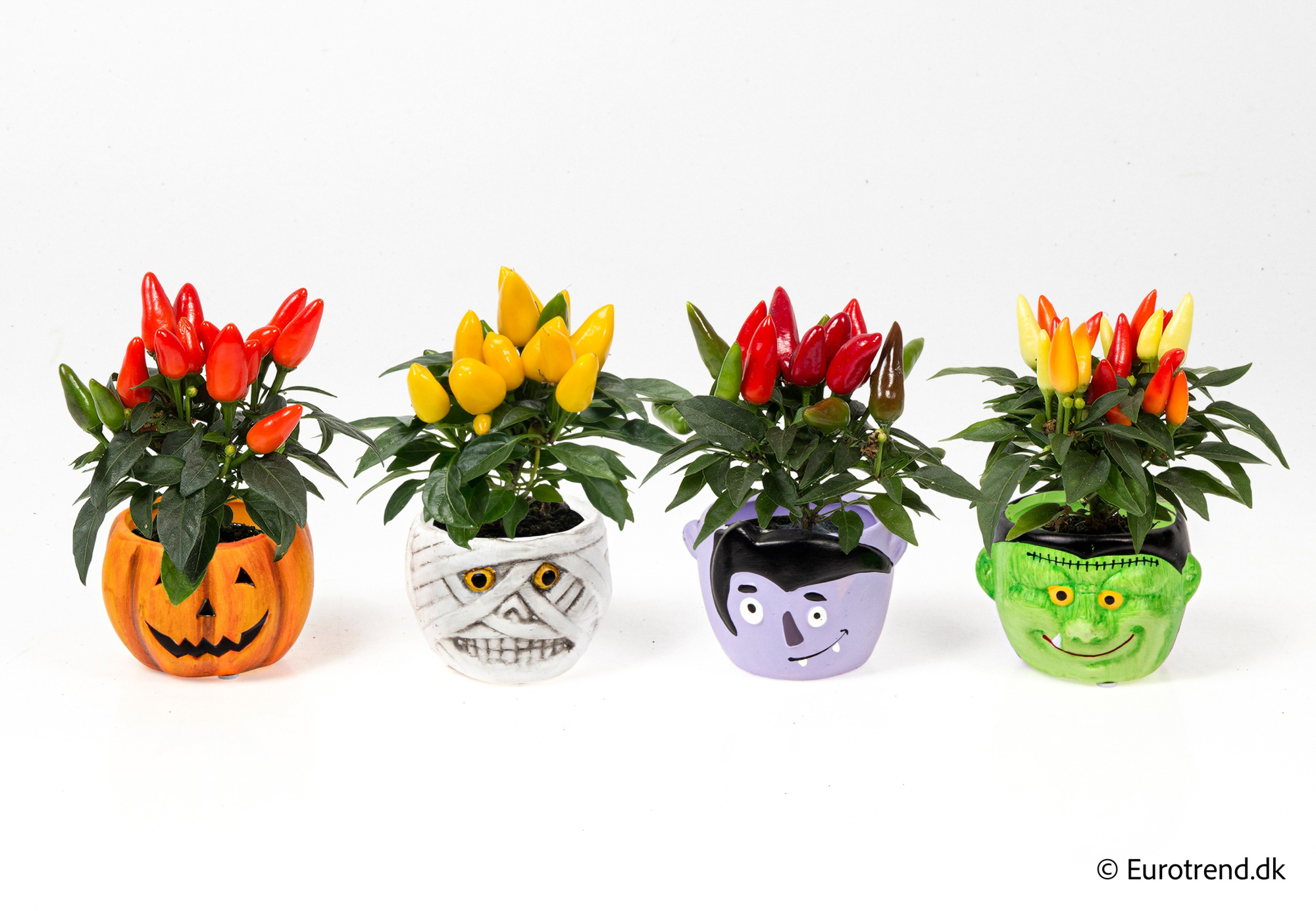 Capsicum in Halloween ceramic 2025, D 6 cm