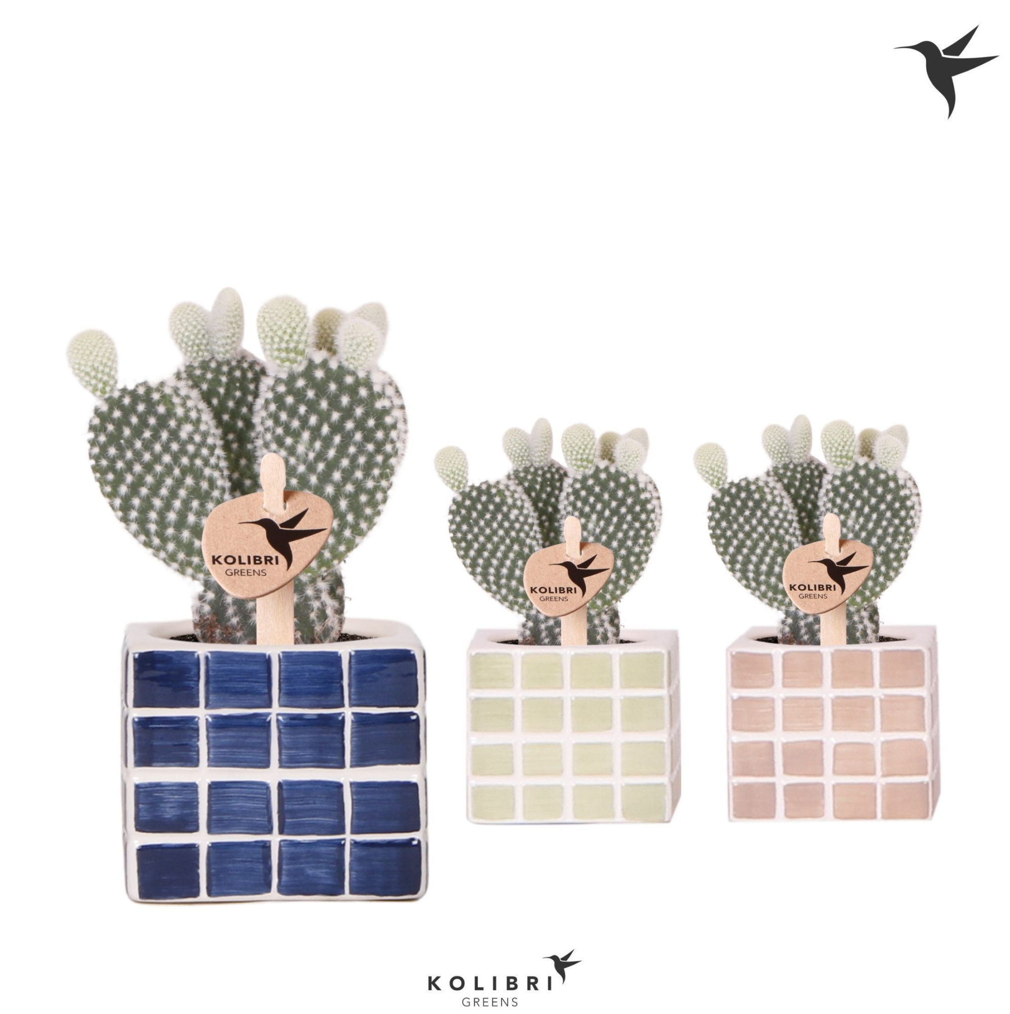 Kolibri Greens Opuntia white in Mosa pot blue mix, D 6 cm
