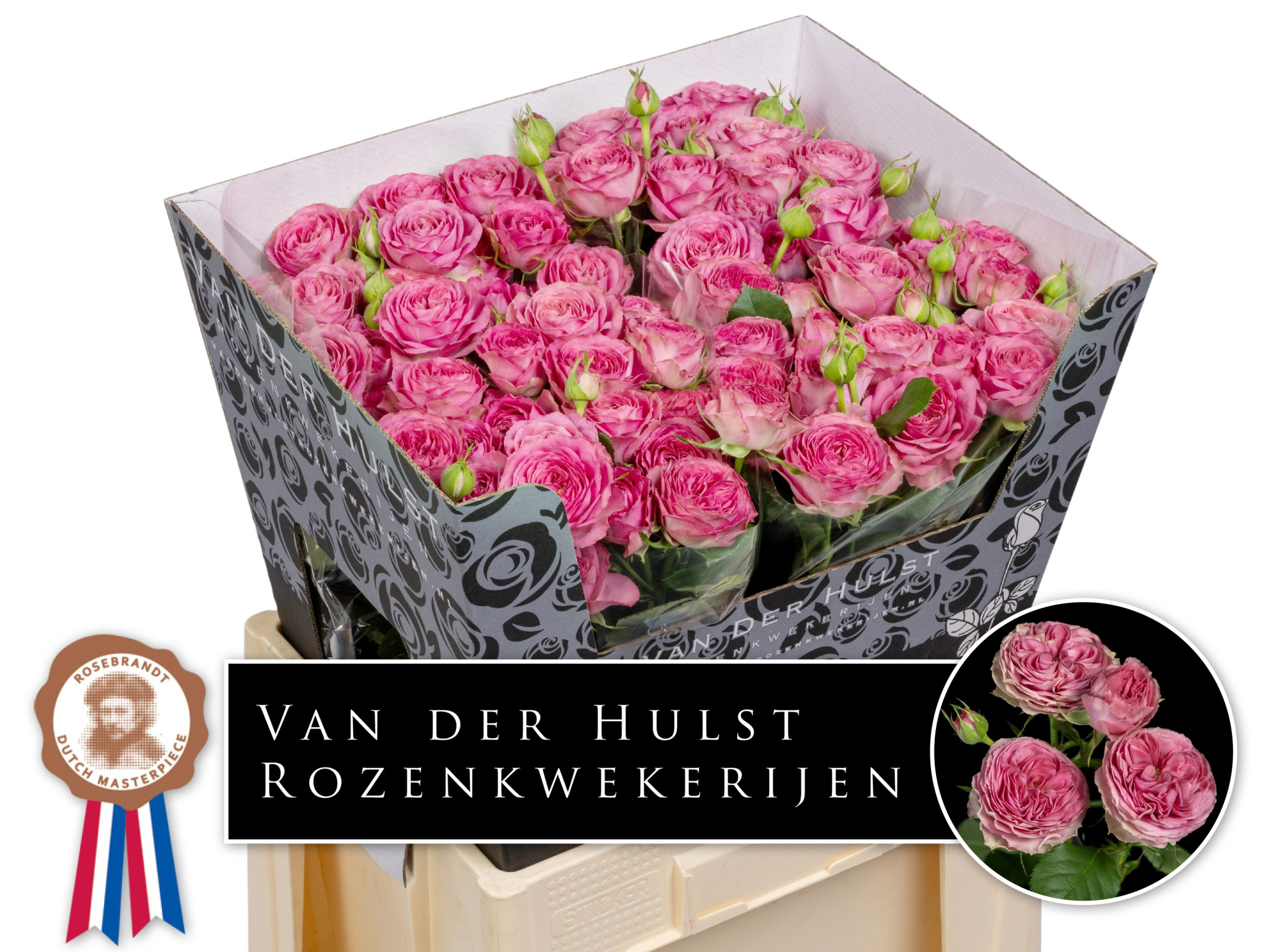 Роза куст. Парадокс! 60, шт.