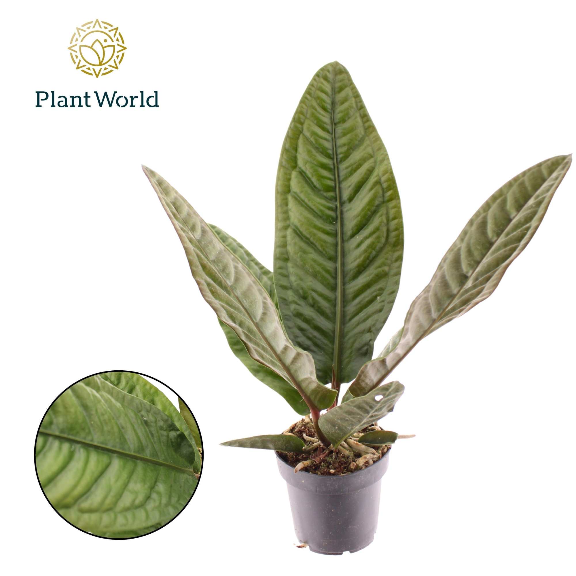 Anthurium Superbum, D 12 cm