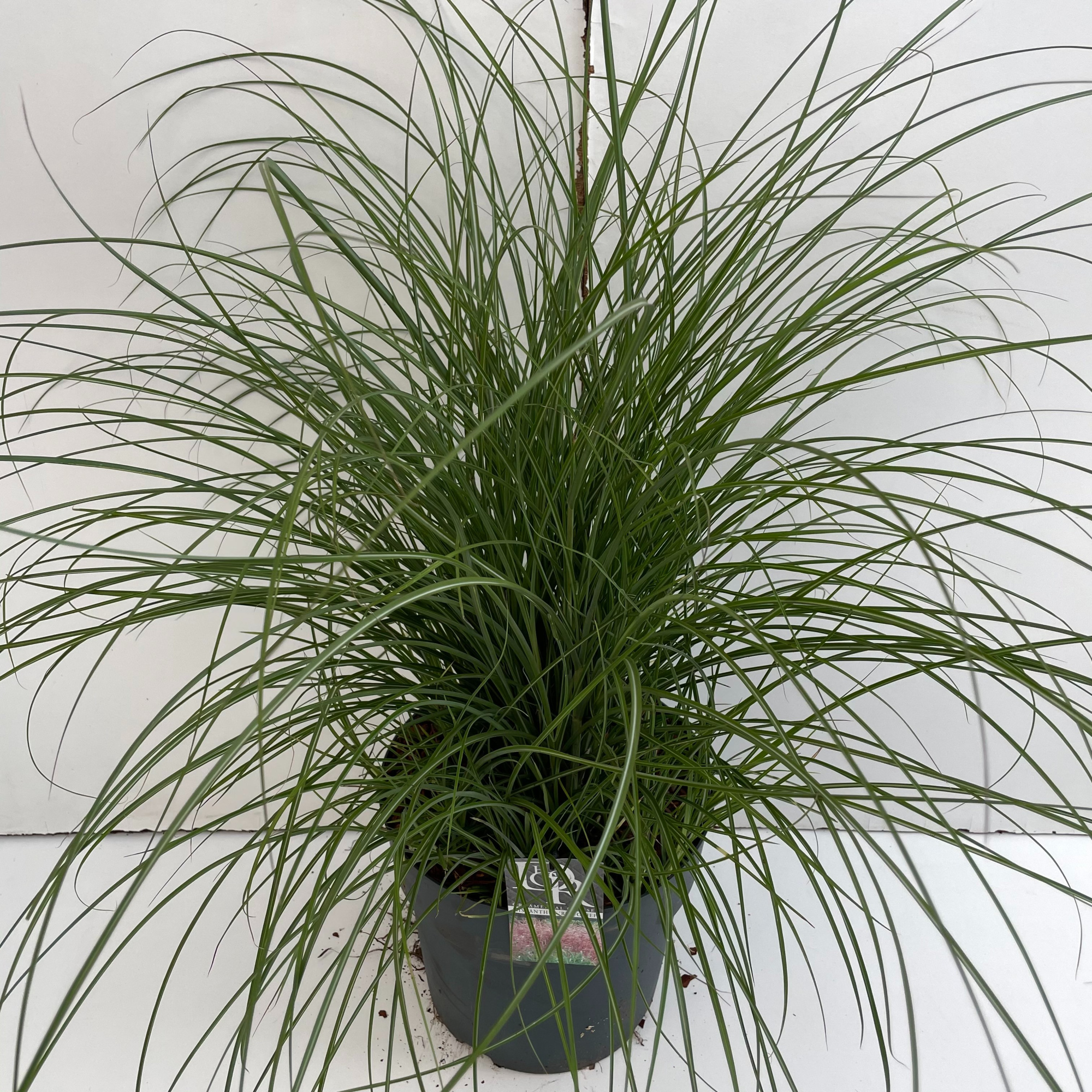 Miscanthus 'Red Chief', D 29 cm