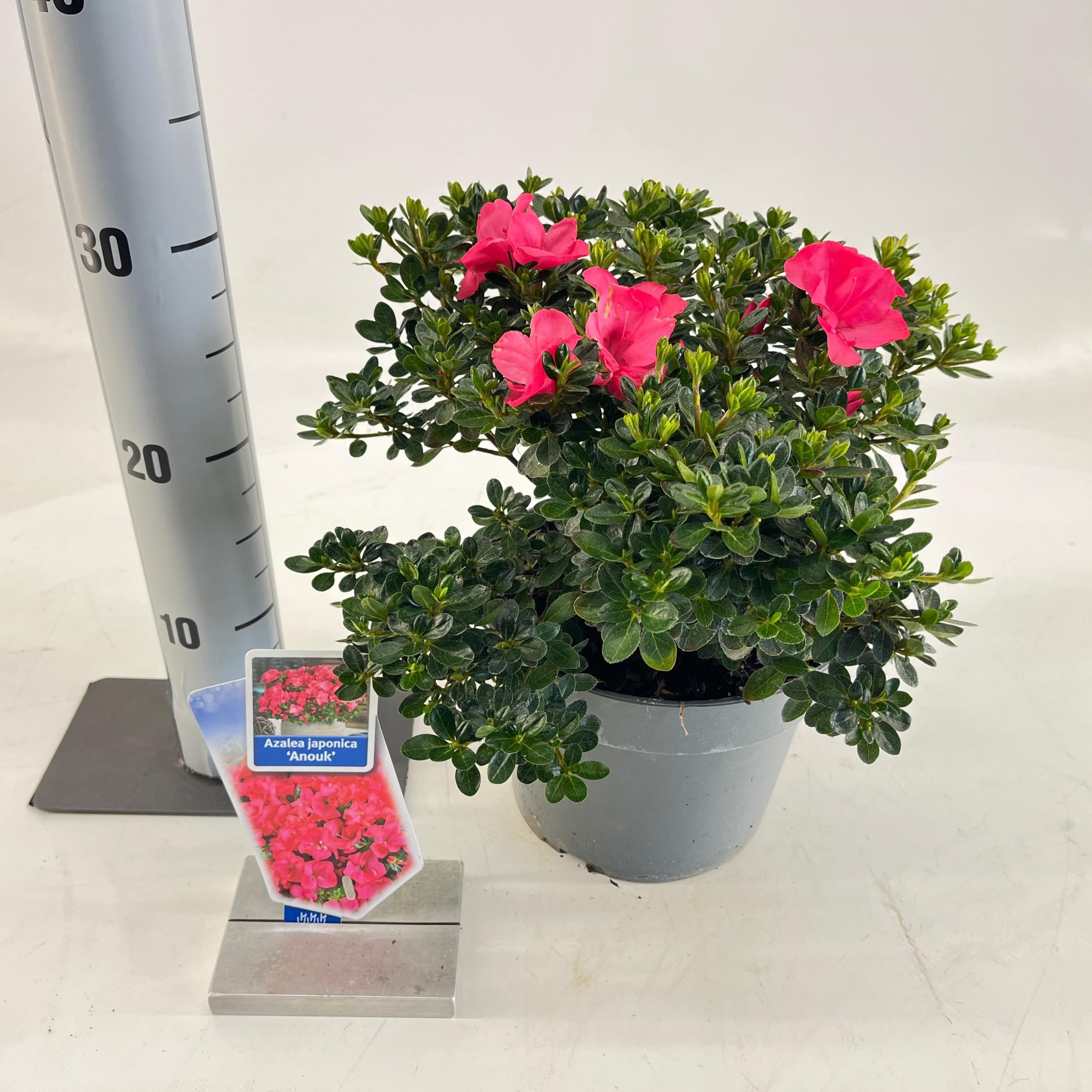 Rhododendron (AJ) 'Anouk', D 19 cm