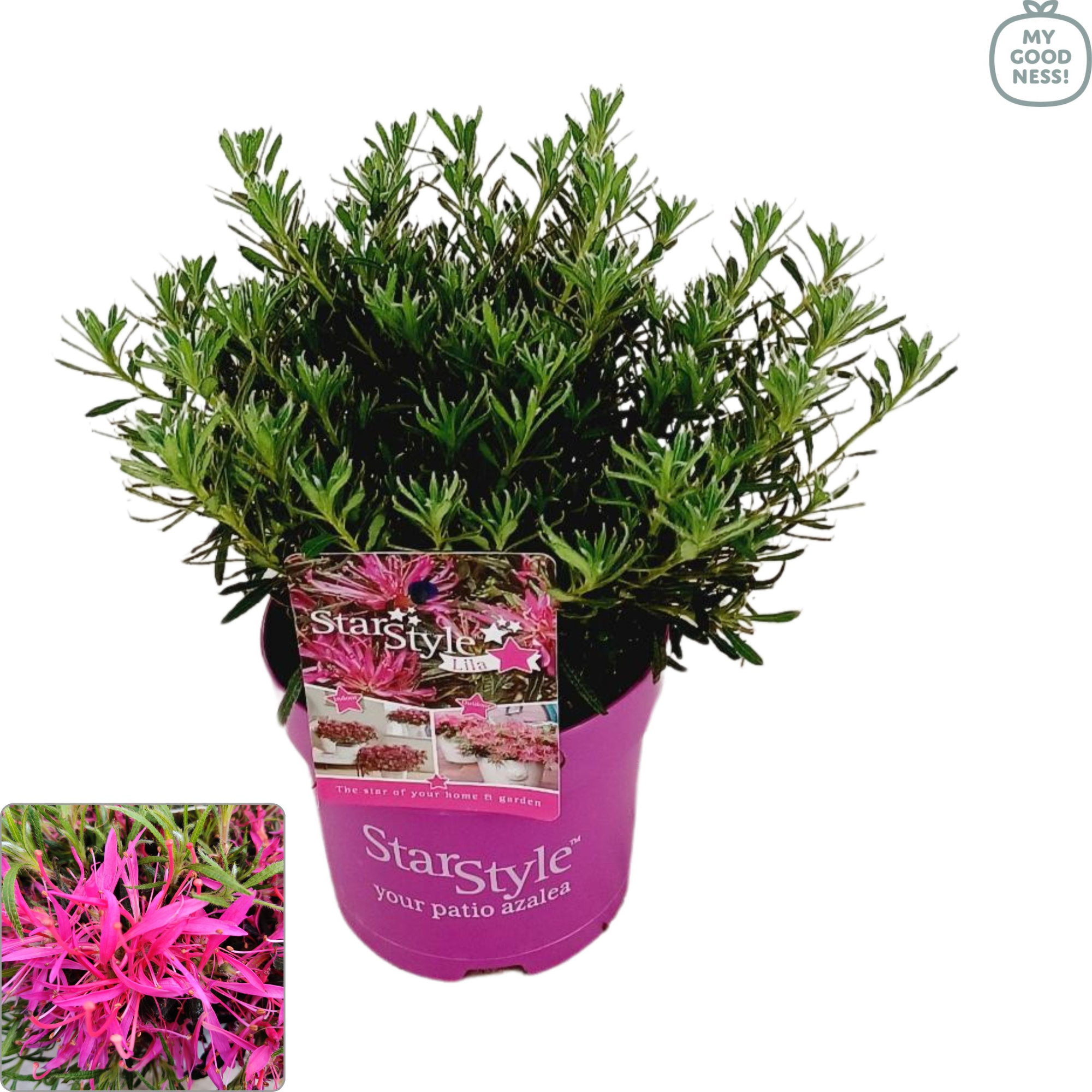 Azalea Japonica StarStyle 25/p15 'lila', D 15 cm